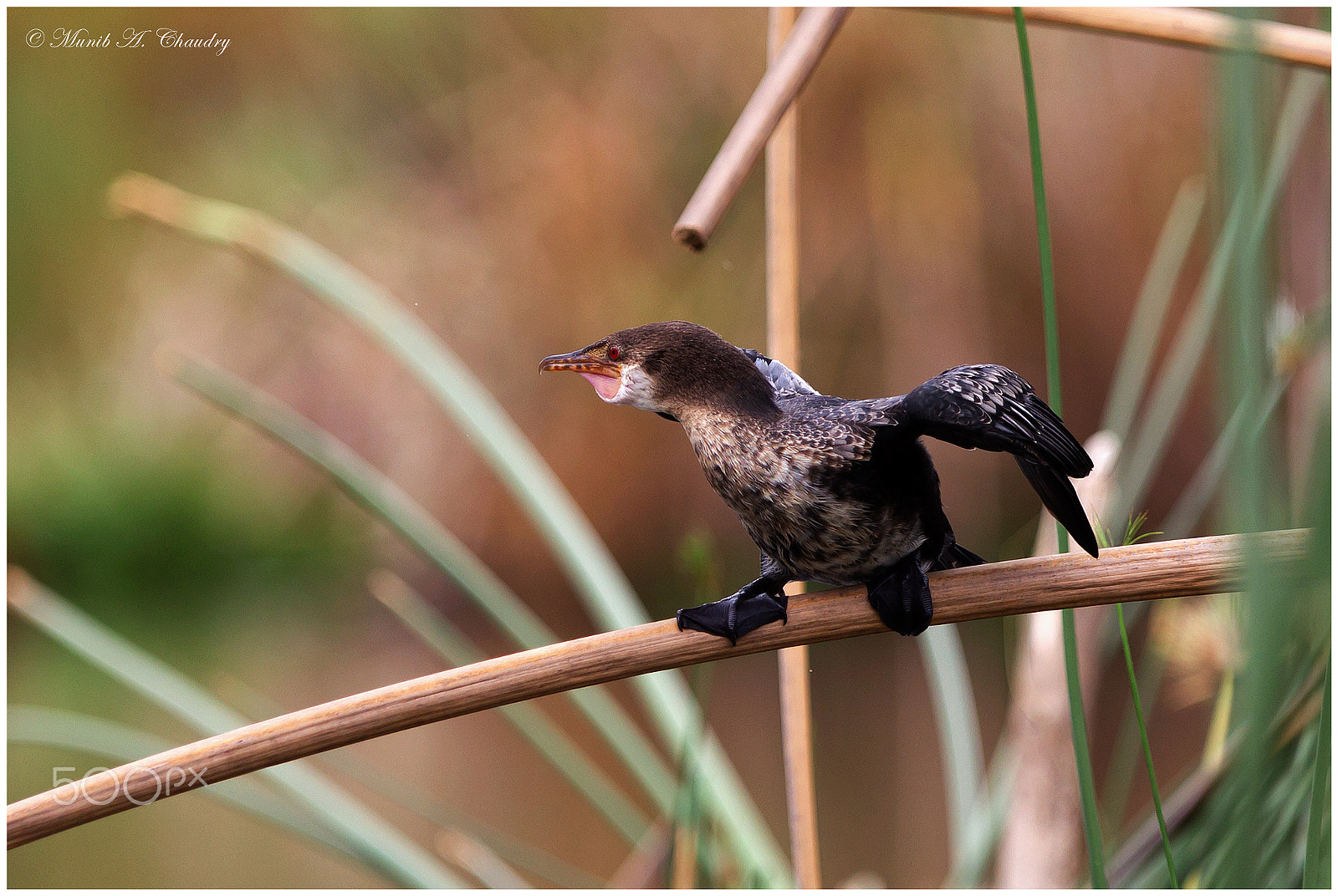 Canon EF 300mm F2.8L IS USM sample photo. The balancing act! photography