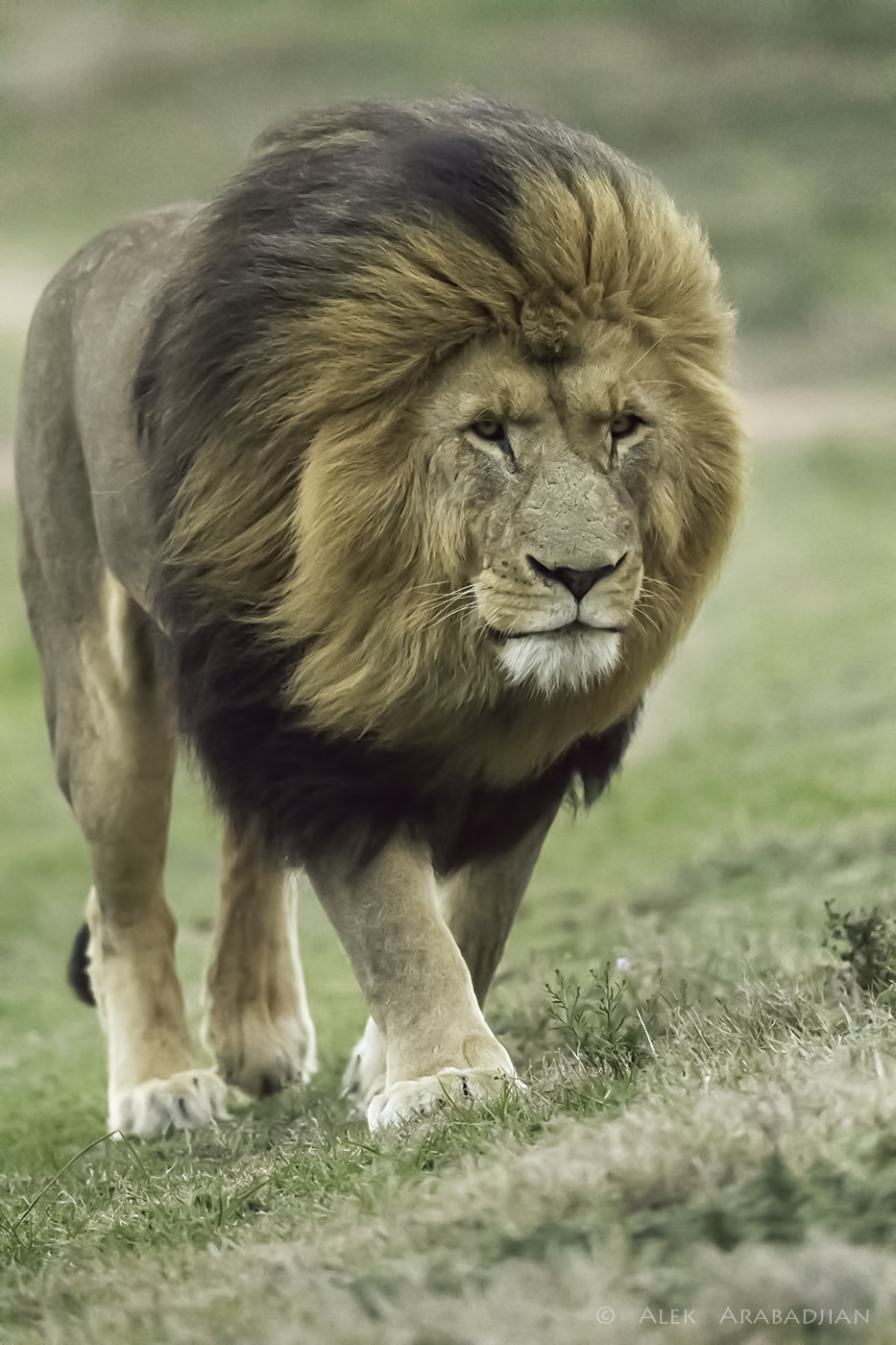 Nikon AF-S Nikkor 800mm F5.6E FL ED VR sample photo. The king of africa photography