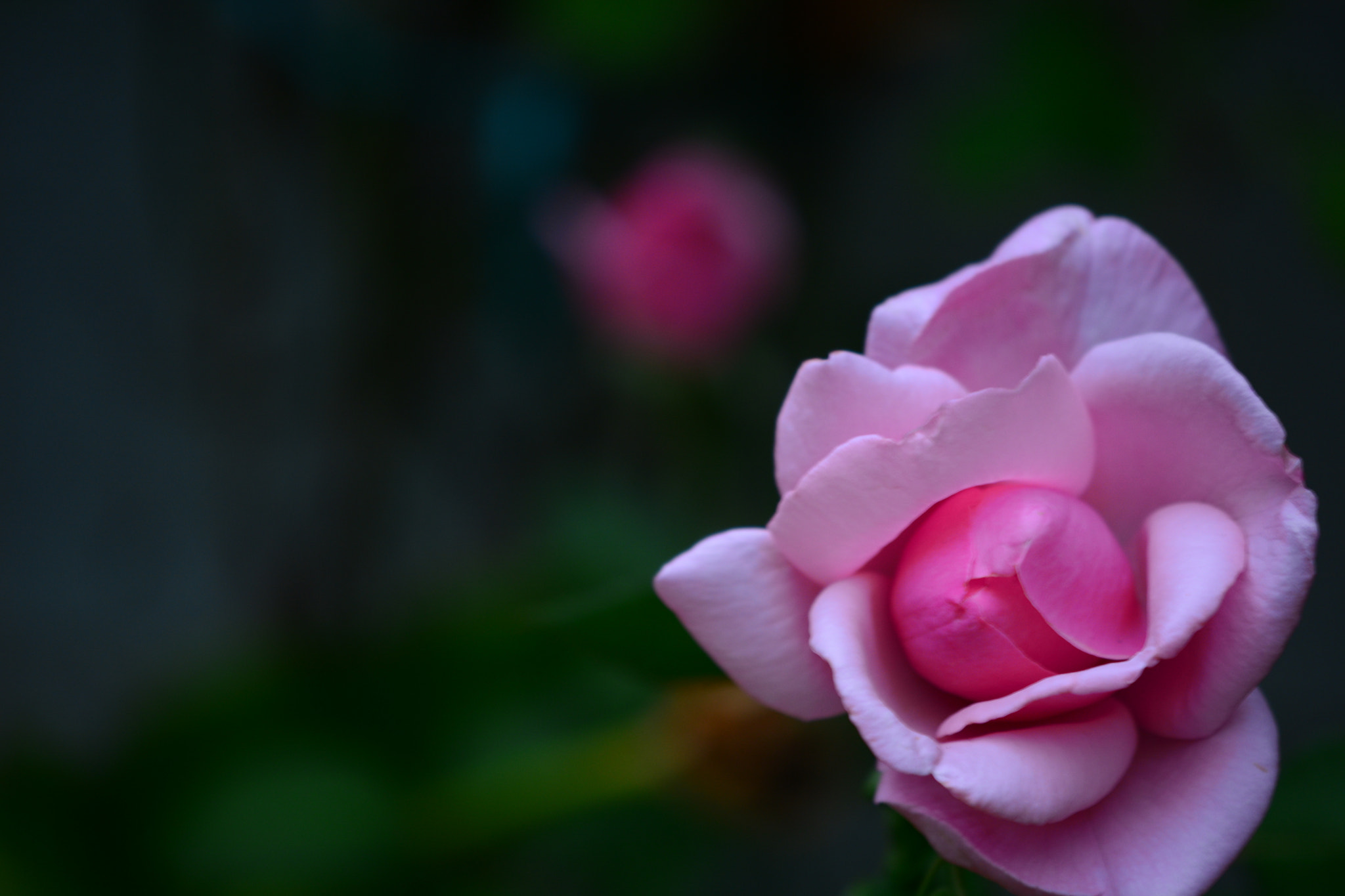 Nikon AF-S DX Micro-Nikkor 85mm F3.5G ED VR sample photo. Dsc photography