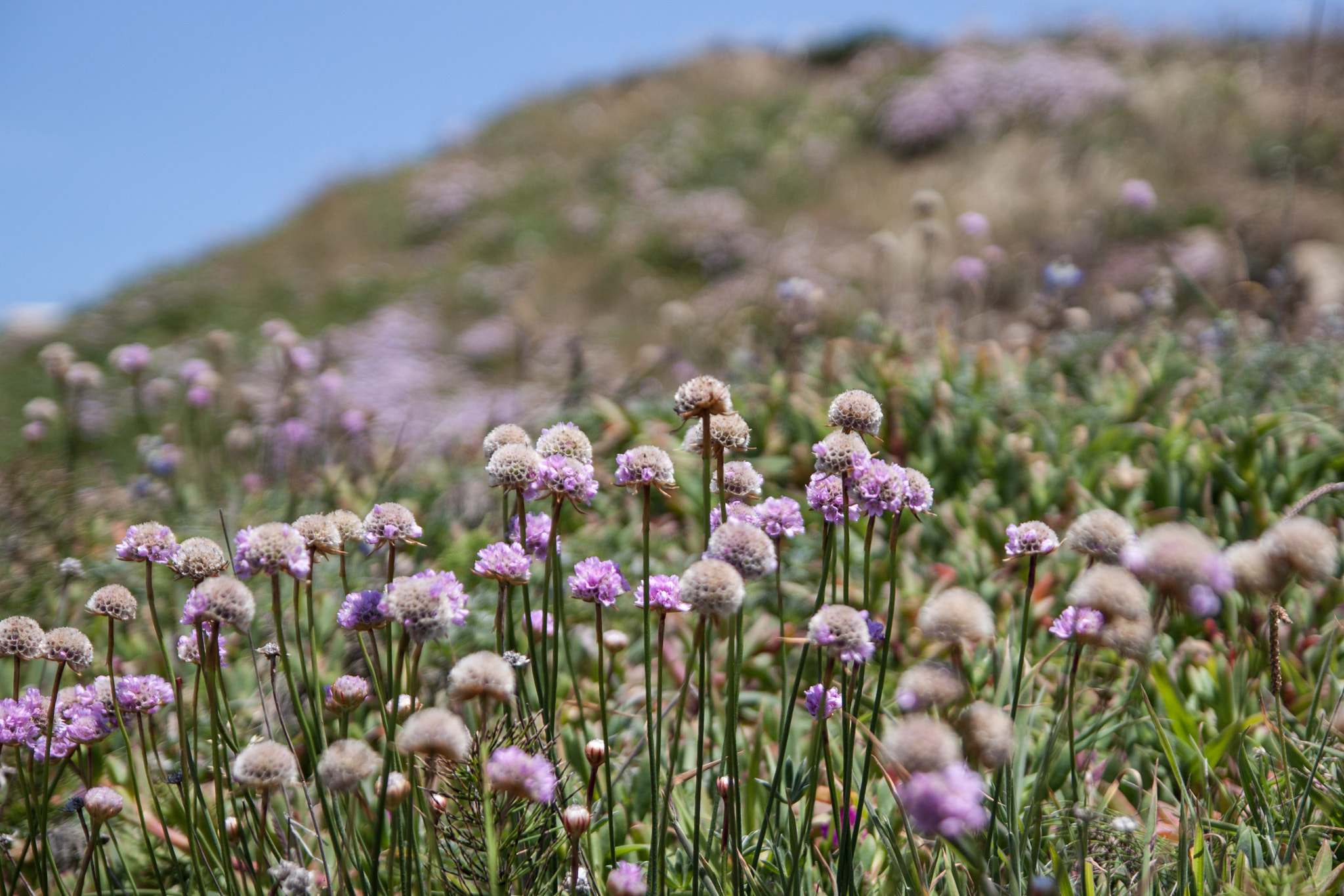 Tamron SP AF 17-50mm F2.8 XR Di II LD Aspherical (IF) sample photo. Sea flowers photography