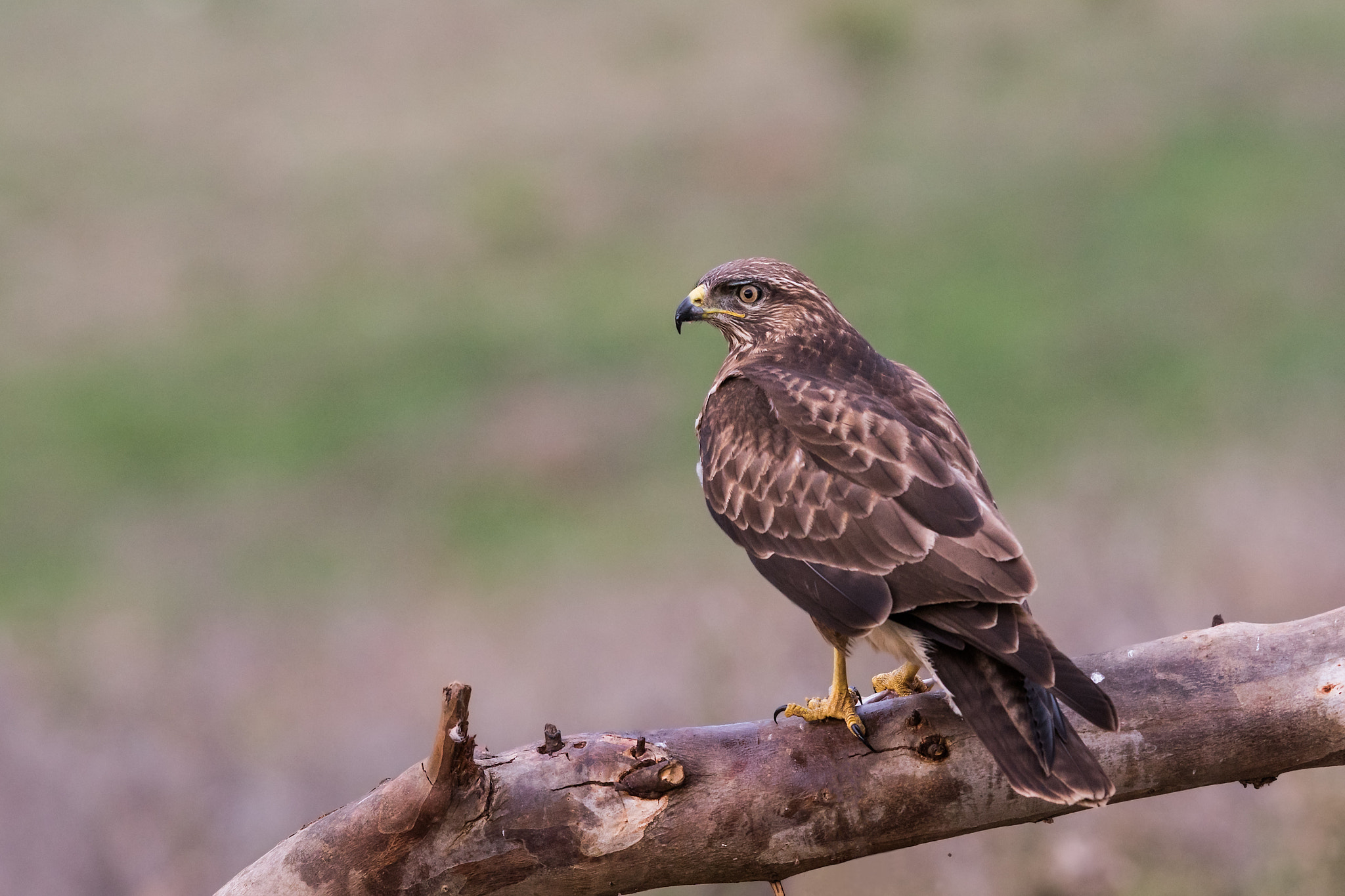 Sony ILCA-77M2 + Sony 300mm F2.8 G SSM II sample photo. Buteo buteo photography