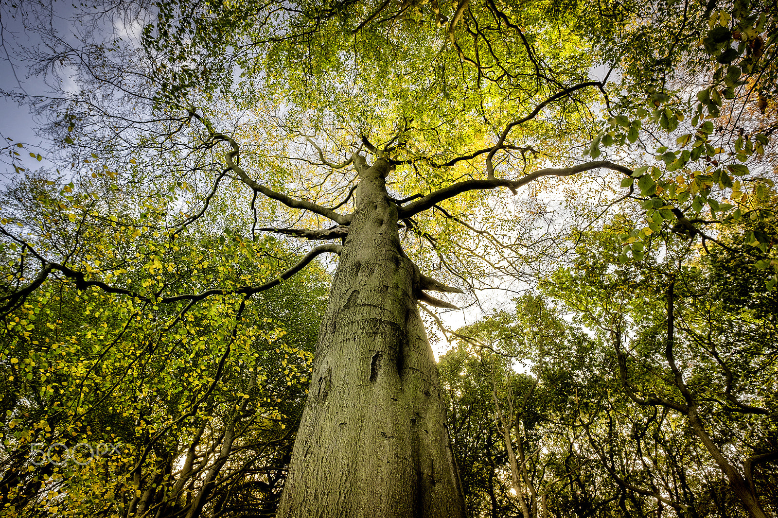 Fujifilm X-T10 + Fujifilm XF 10-24mm F4 R OIS sample photo. Medusa photography