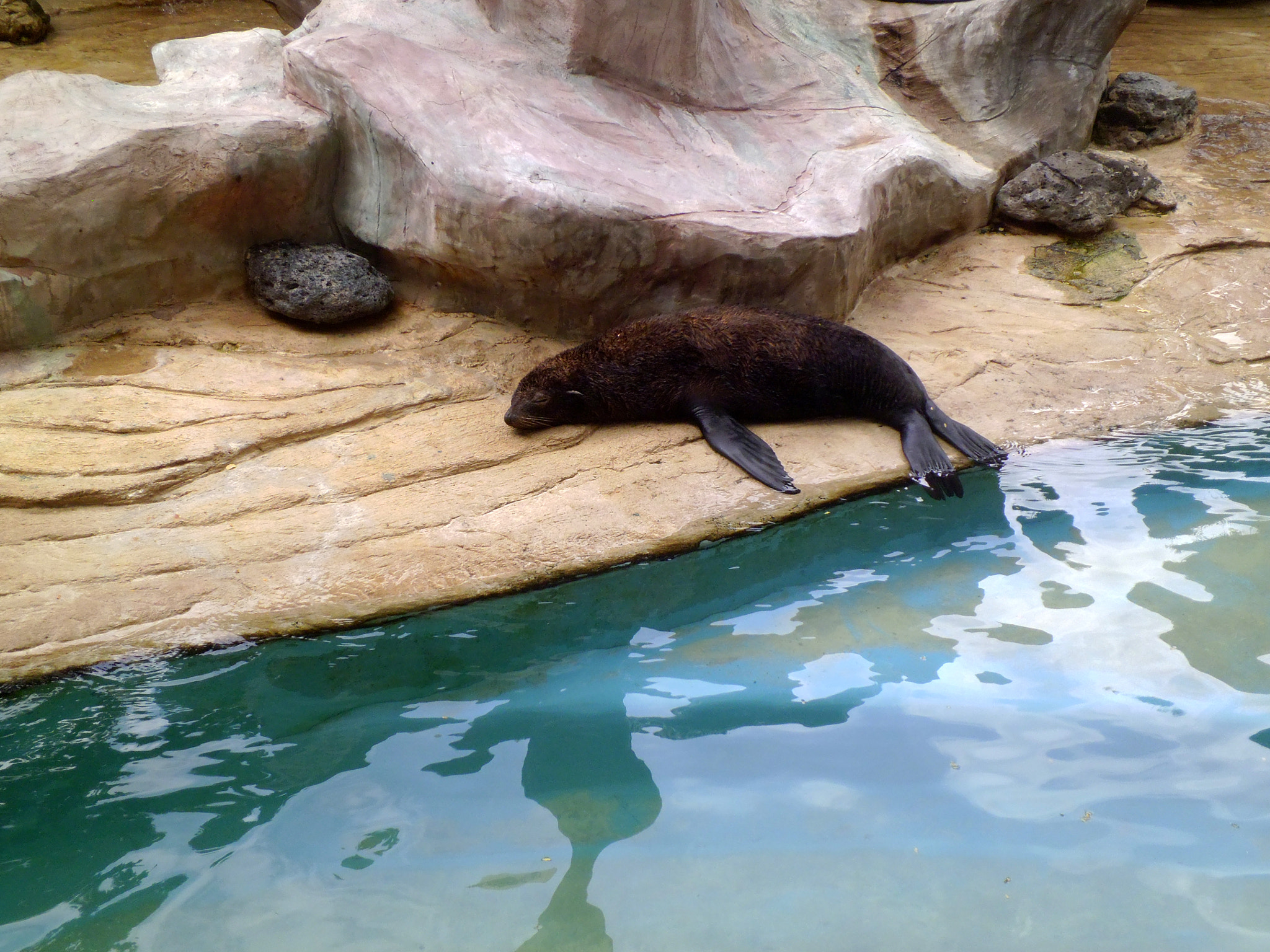 Panasonic DMC-LS5 sample photo. Sleeping seal photography