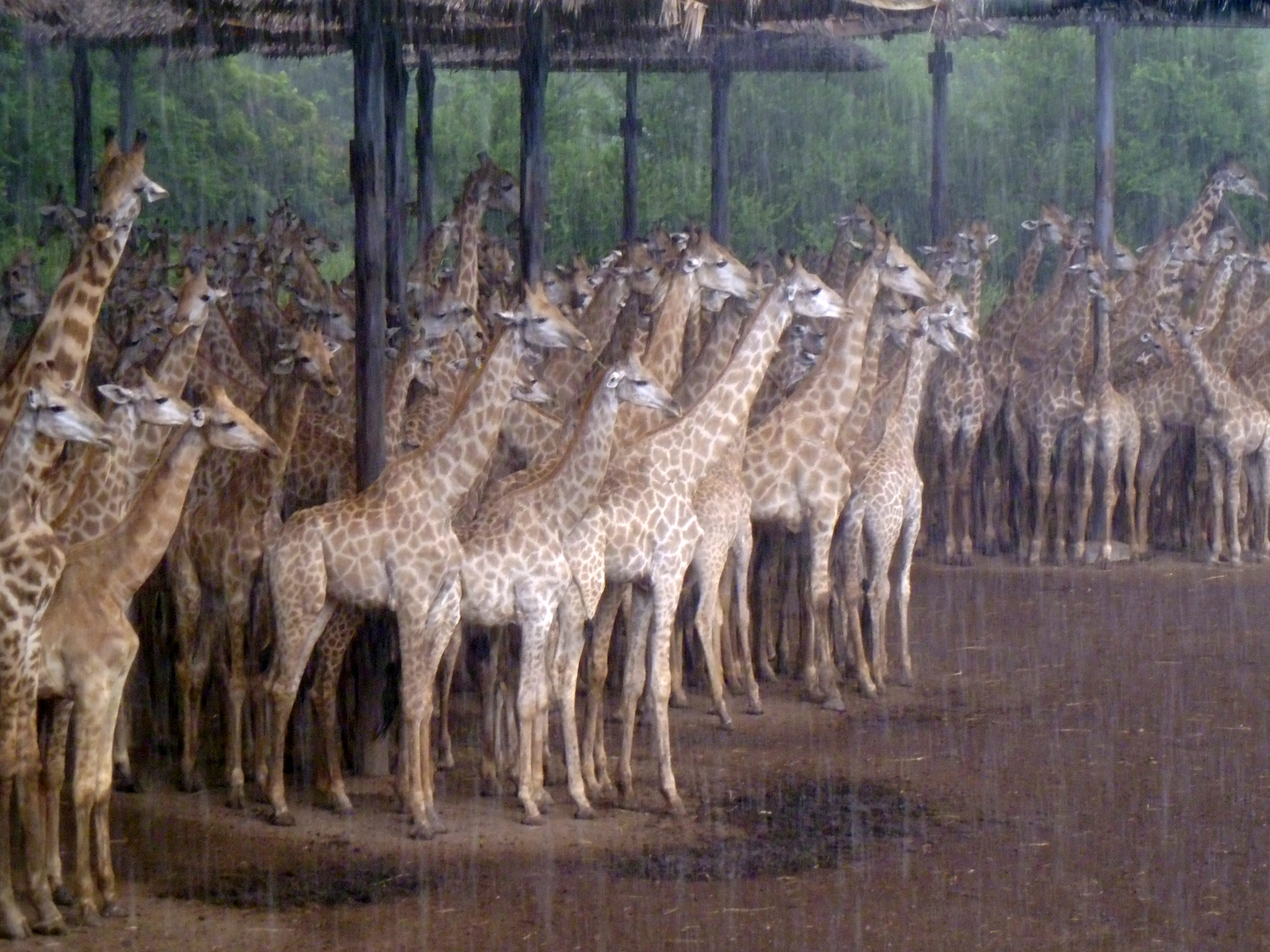 Panasonic DMC-LS5 sample photo. Giraffes in rain photography