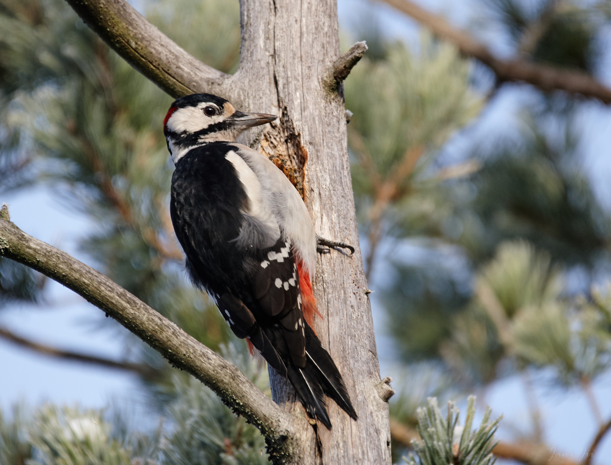 Canon EOS-1D Mark III sample photo. Woodpecker photography