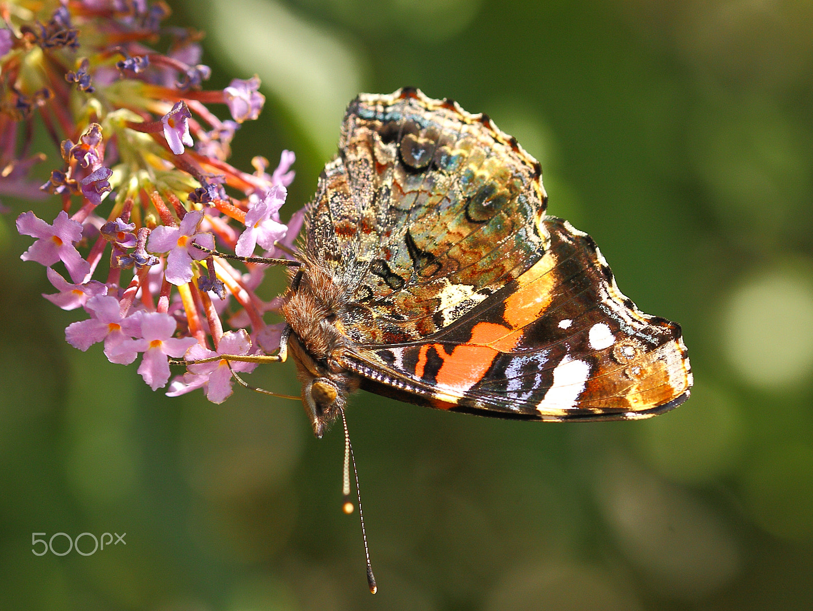 Sigma 105mm F2.8 EX DG OS HSM sample photo. Butterfly photography
