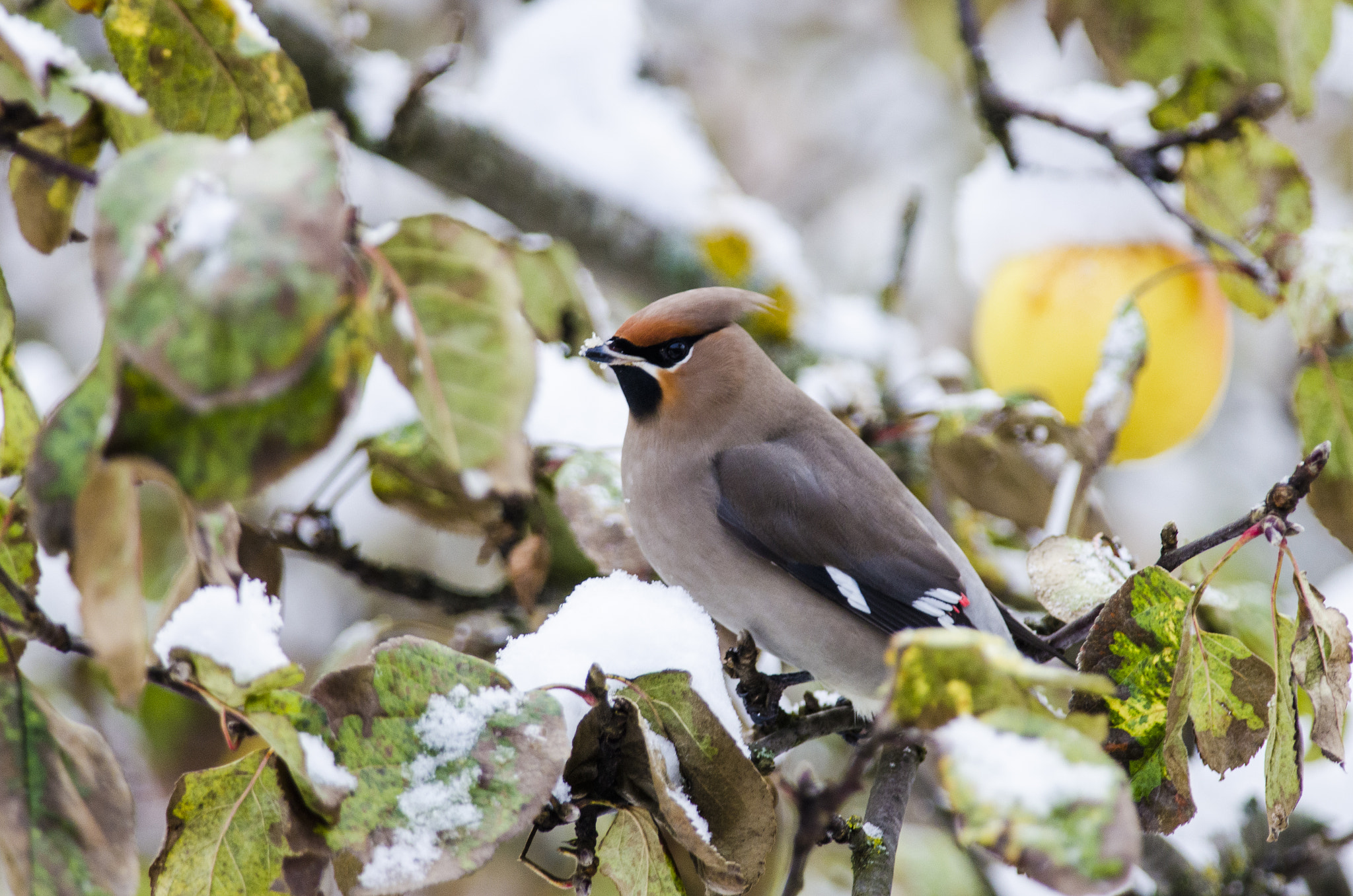 Nikon D7000 sample photo. Siidisaba  (bombycilla garrulus) bohemian waxwing photography