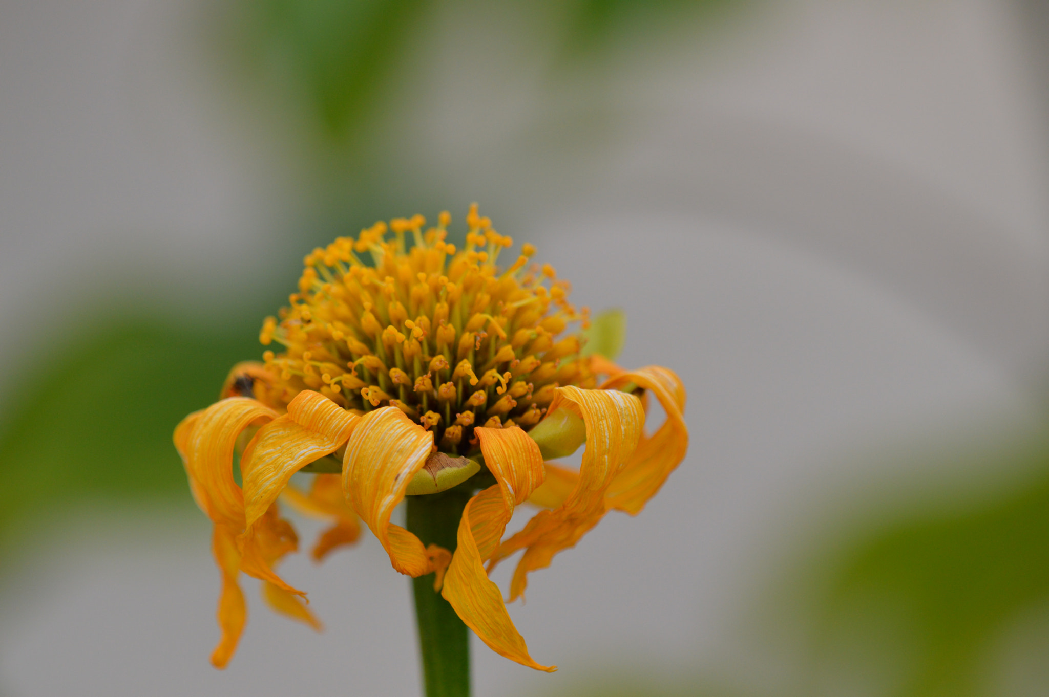 Nikon D3200 + Tamron SP AF 180mm F3.5 Di LD (IF) Macro sample photo. Daisy photography