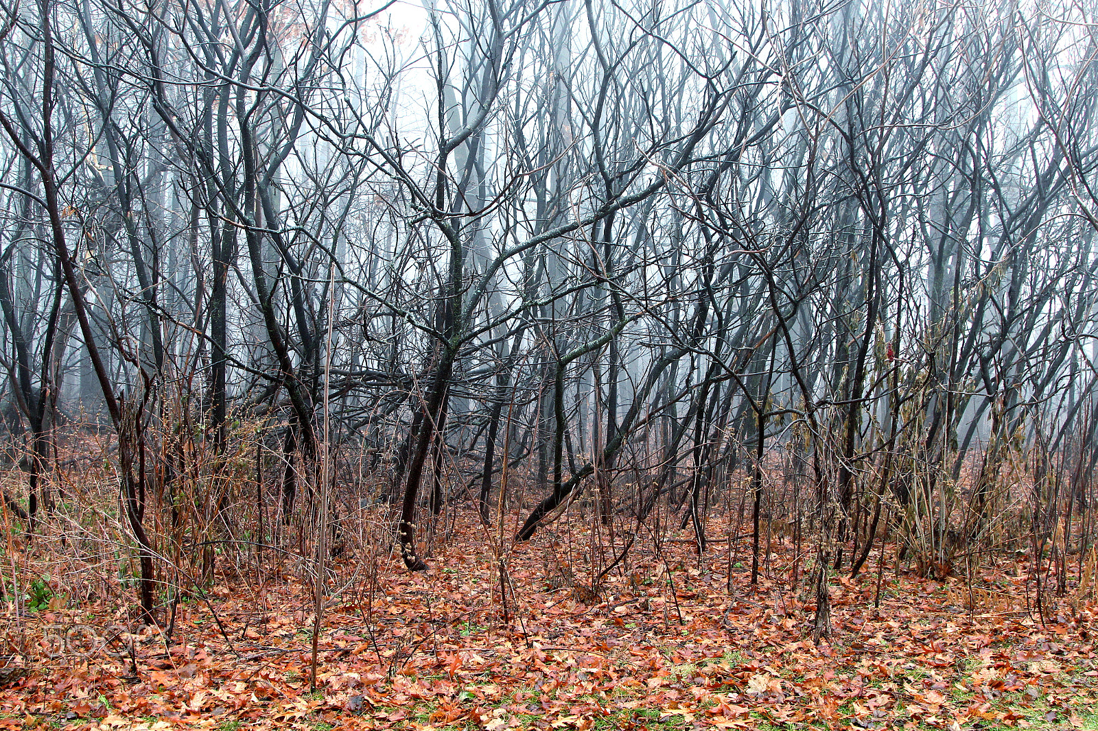Canon EOS 600D (Rebel EOS T3i / EOS Kiss X5) sample photo. Fallen leaves photography