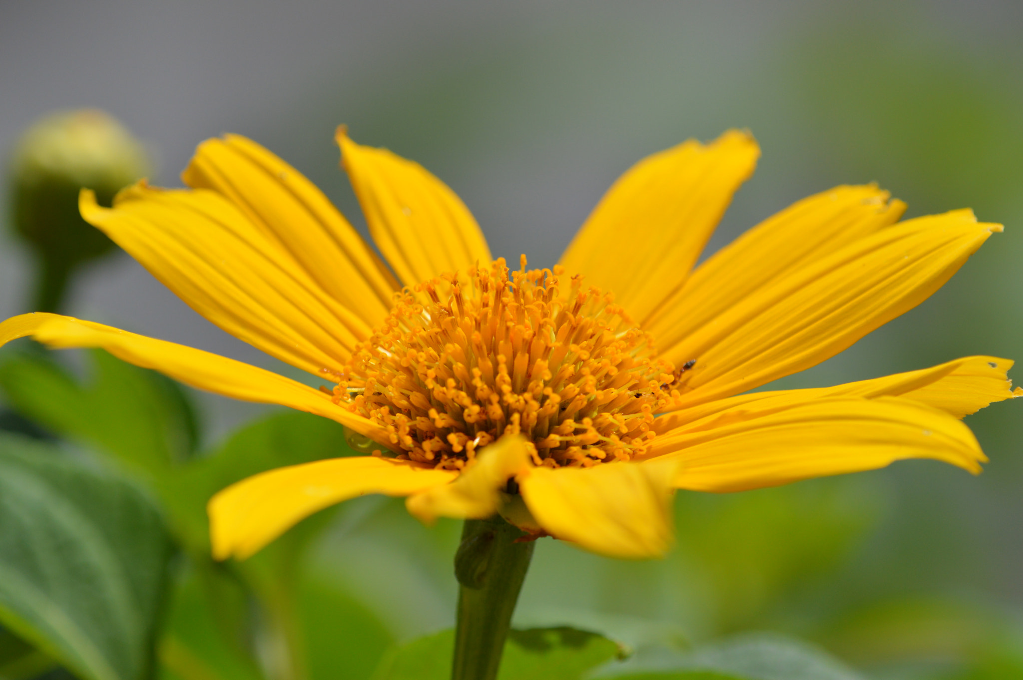 Nikon D3200 + Tamron SP AF 180mm F3.5 Di LD (IF) Macro sample photo. Daisy photography