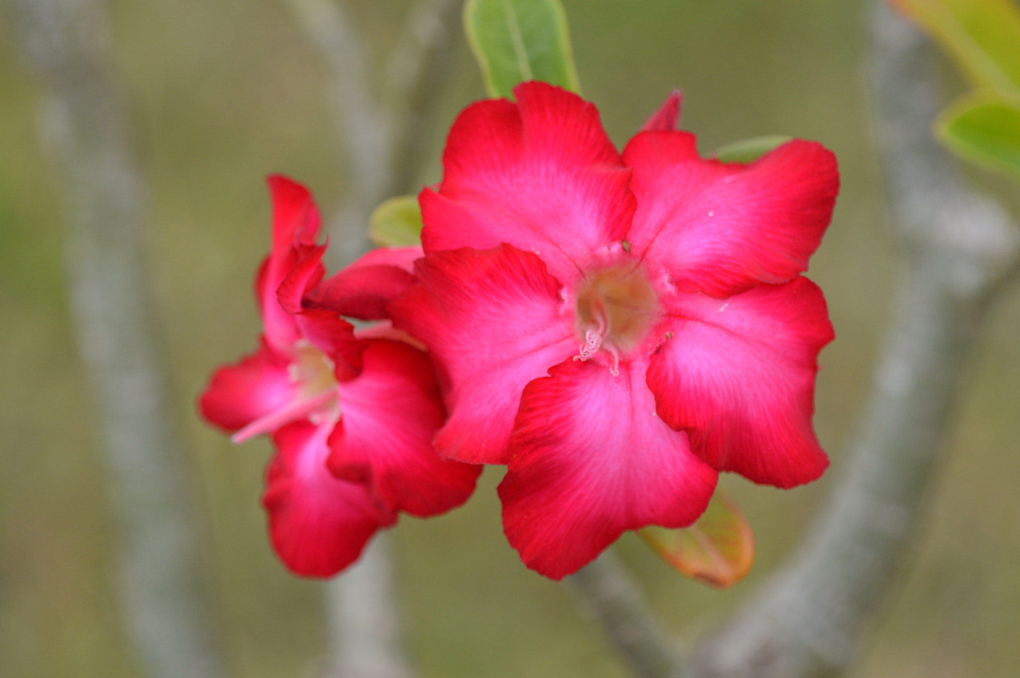 Tamron SP AF 180mm F3.5 Di LD (IF) Macro sample photo. Desert flower photography