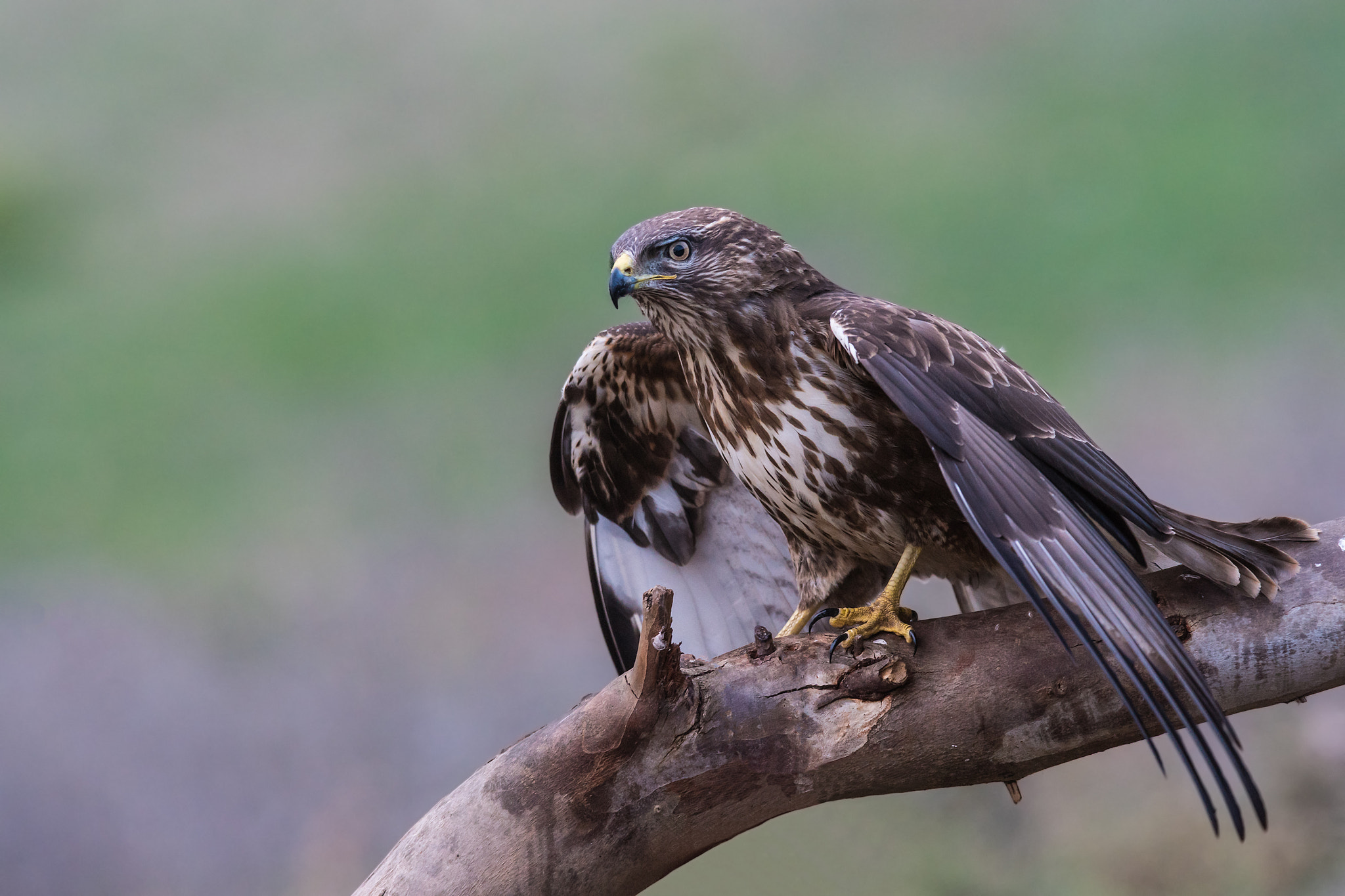 Sony ILCA-77M2 sample photo. Common buzzard photography