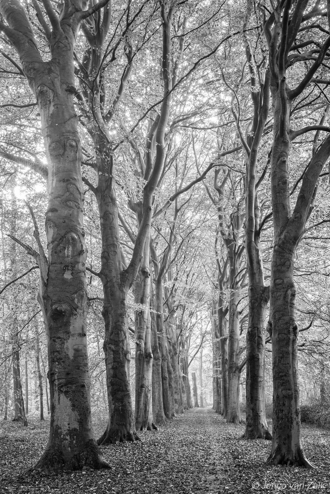 Nikon D800E + AF Nikkor 50mm f/1.8 sample photo. Lane in the forest photography