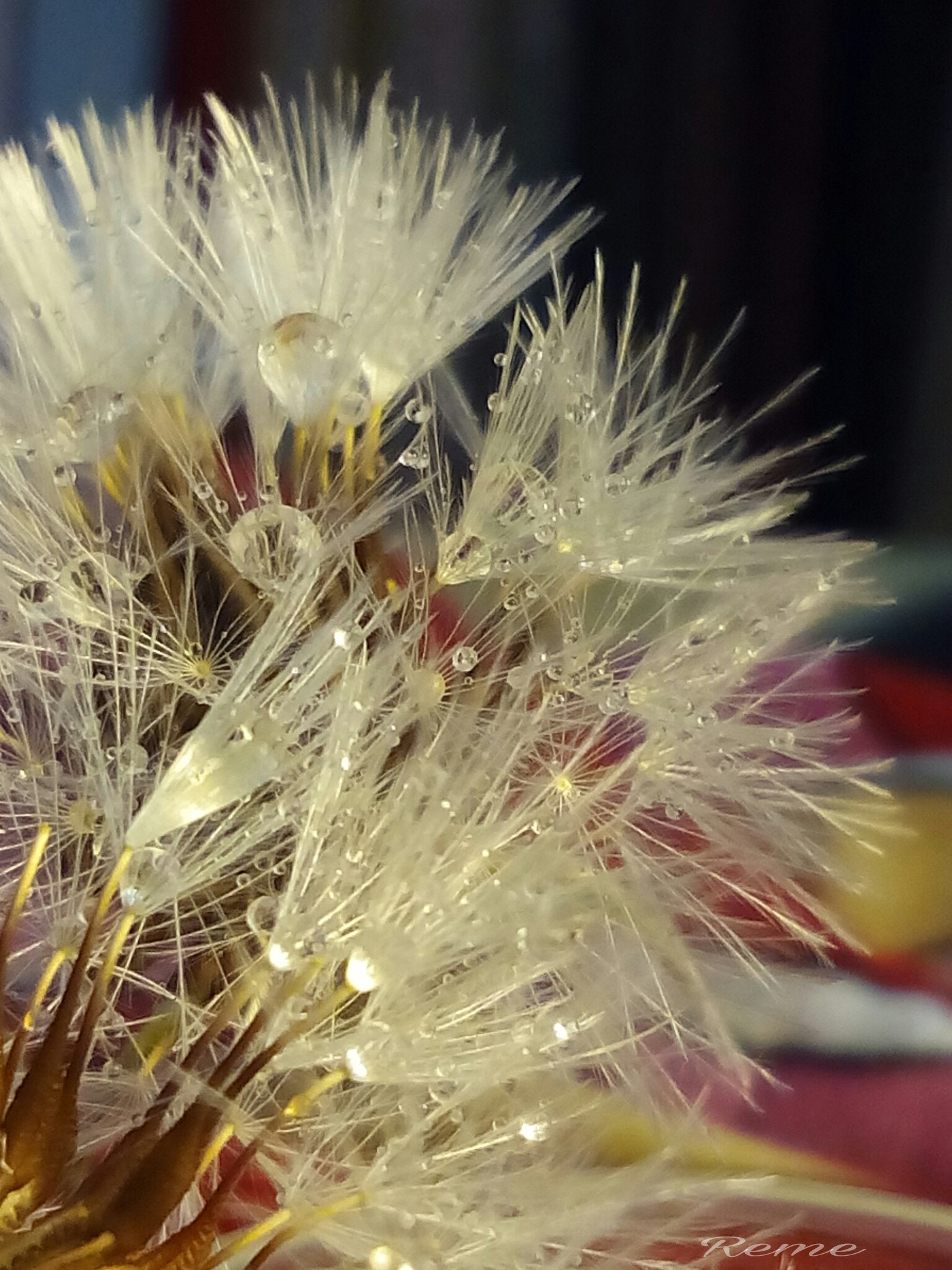 bq Aquaris E5 HD sample photo. Suavidad photography