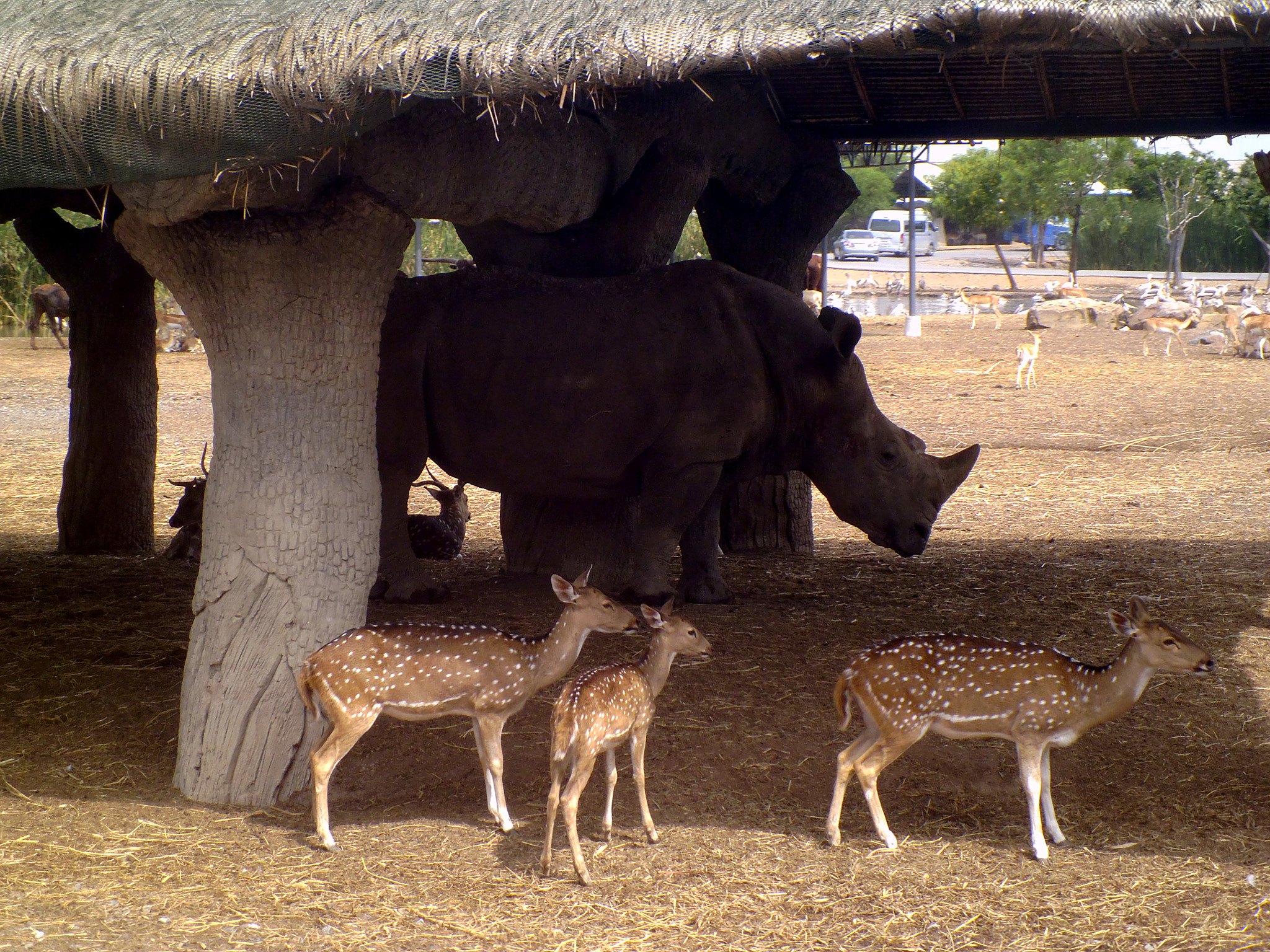 Panasonic DMC-LS5 sample photo. Wild life photography