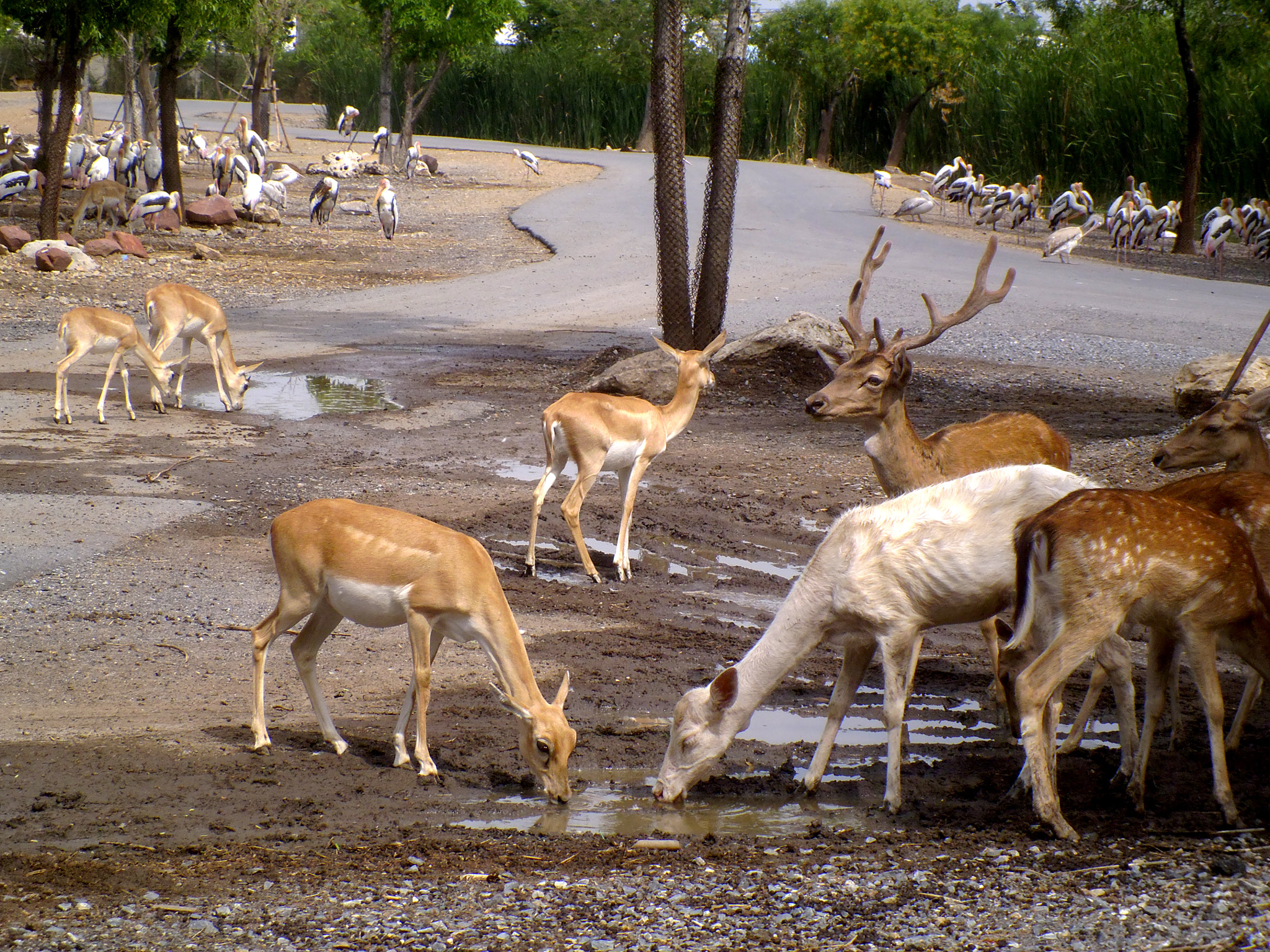 Panasonic DMC-LS5 sample photo. Deers and stags photography