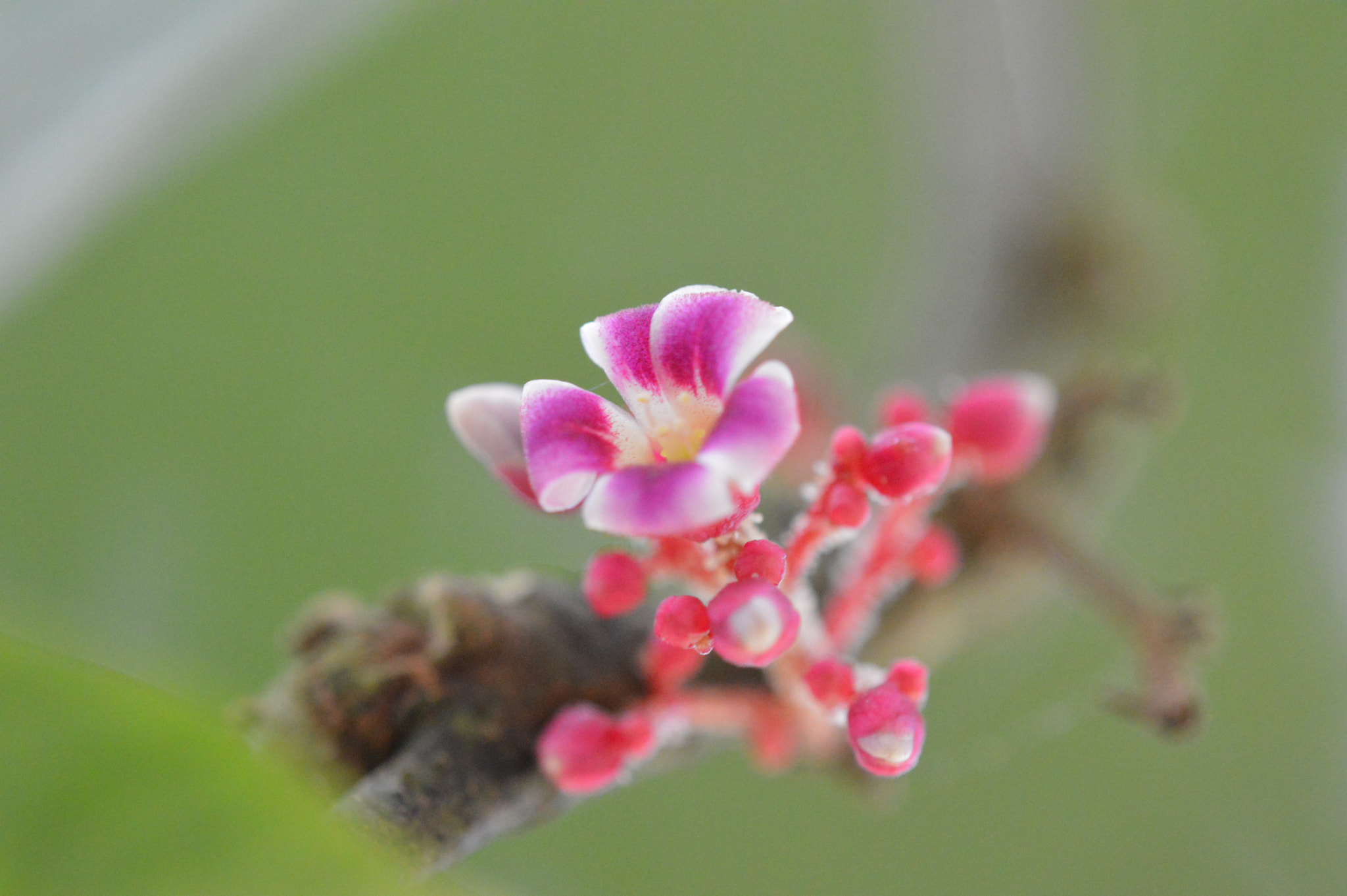 Nikon D3200 + Tamron SP AF 180mm F3.5 Di LD (IF) Macro sample photo. Star fruit (flower) photography