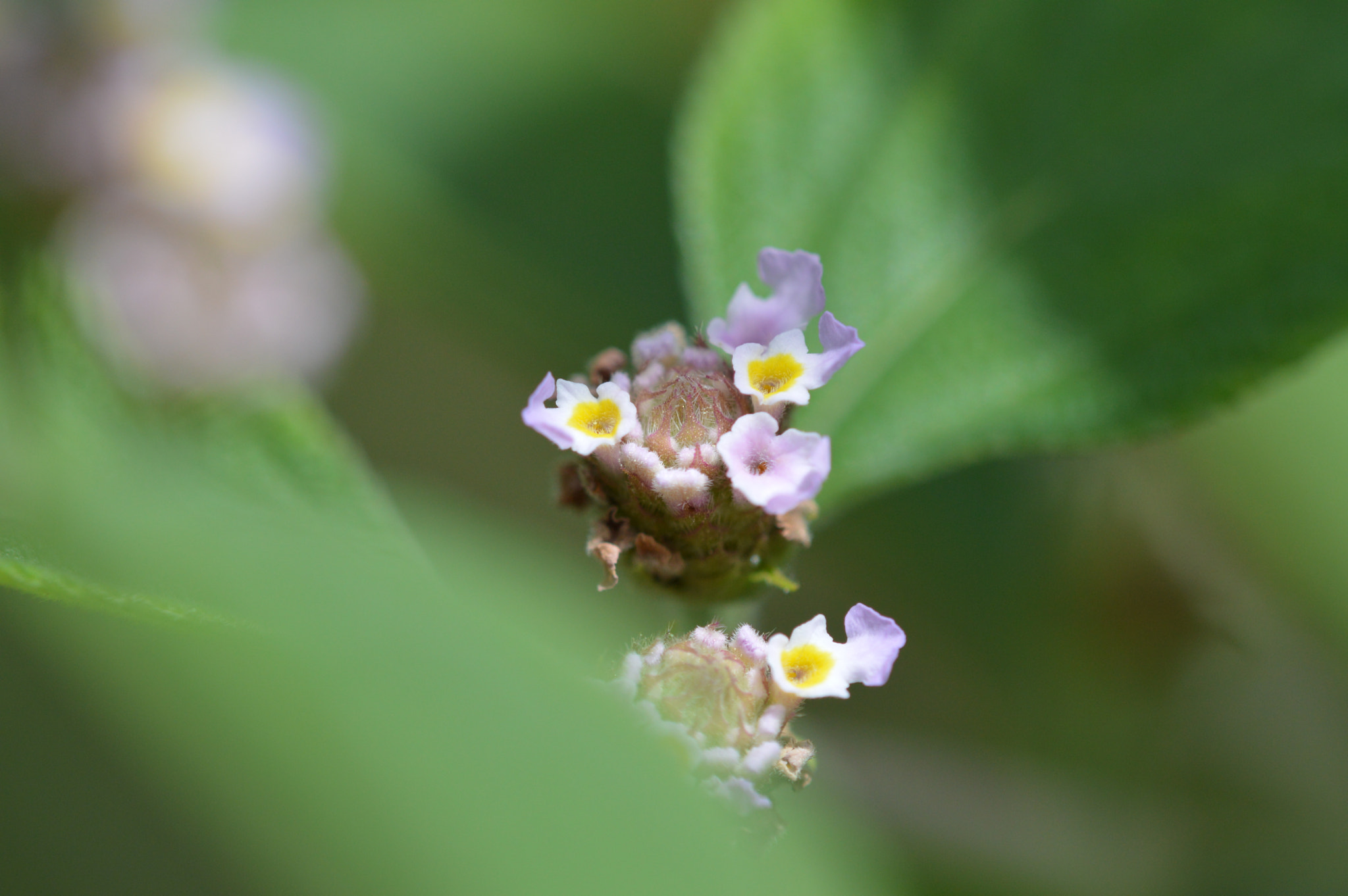 Tamron SP AF 180mm F3.5 Di LD (IF) Macro sample photo. Flower photography