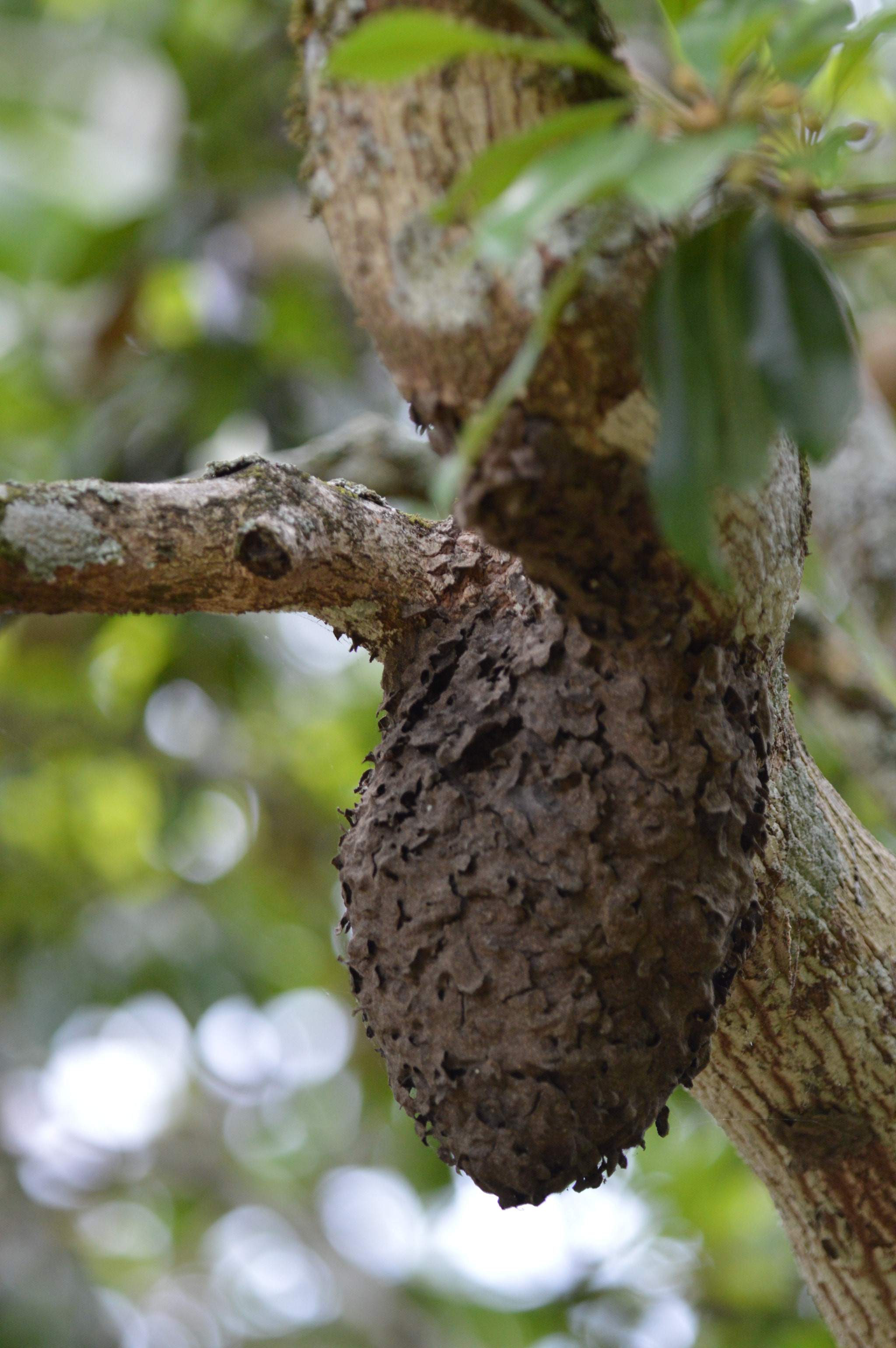 Nikon D3200 + Tamron SP AF 180mm F3.5 Di LD (IF) Macro sample photo. Termite photography