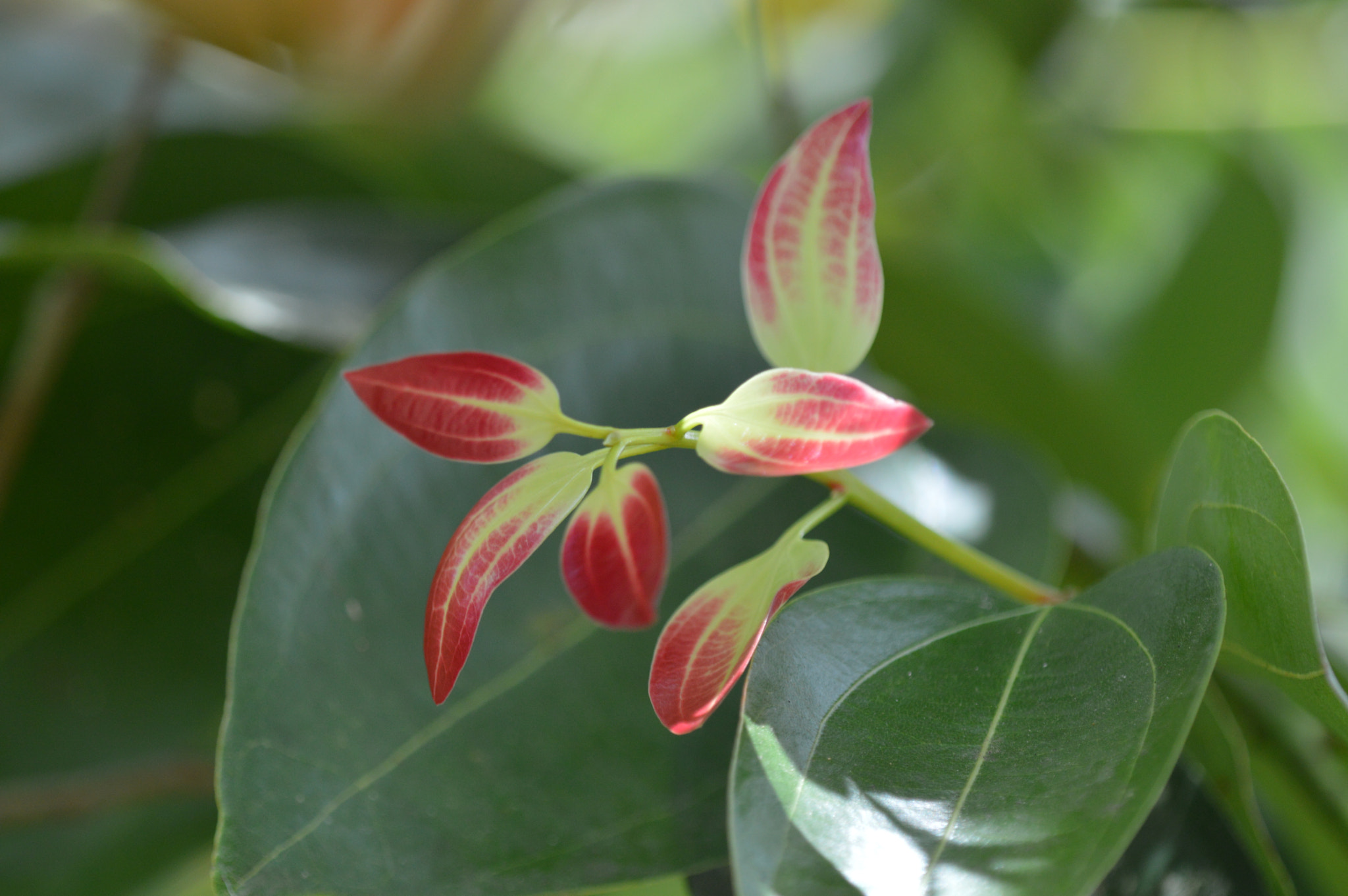 Nikon D3200 + Tamron SP AF 180mm F3.5 Di LD (IF) Macro sample photo. Cinnamon leaves photography