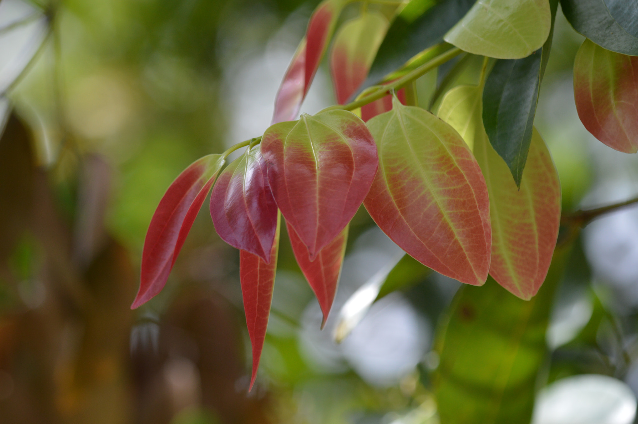 Tamron SP AF 180mm F3.5 Di LD (IF) Macro sample photo. Cinnamon leaves photography