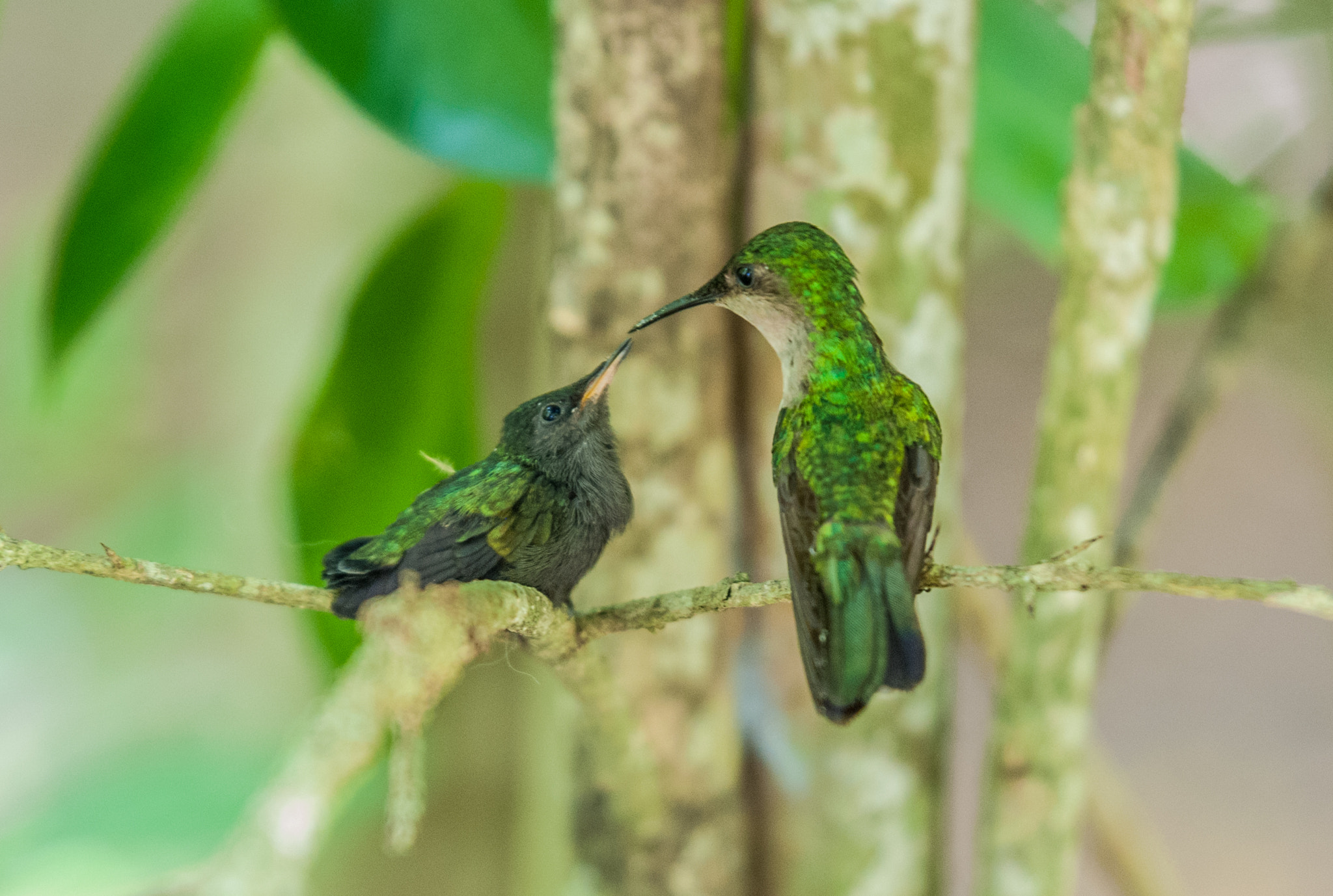 Tamron SP 70-200mm F2.8 Di VC USD sample photo. Hummingbird mother and baby photography