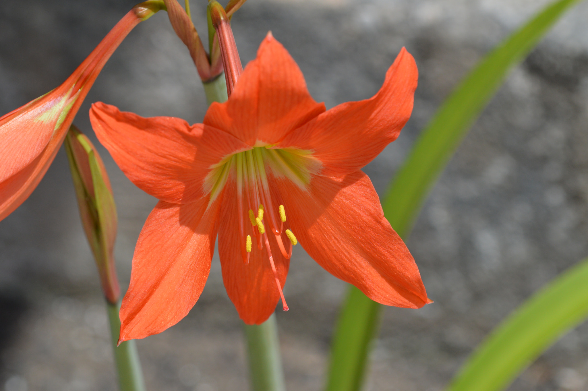 Nikon D3200 + Tamron SP AF 180mm F3.5 Di LD (IF) Macro sample photo. Flower photography