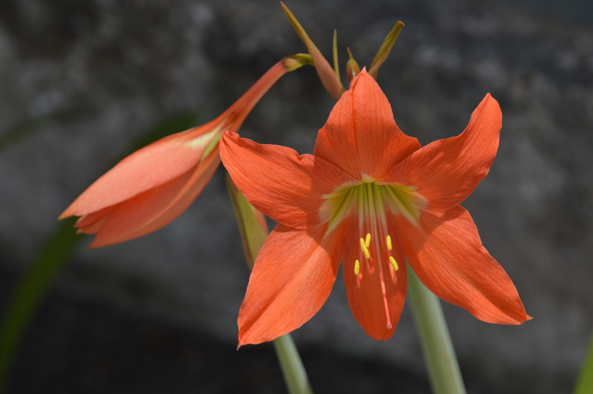 Nikon D3200 + Tamron SP AF 180mm F3.5 Di LD (IF) Macro sample photo. Flower photography