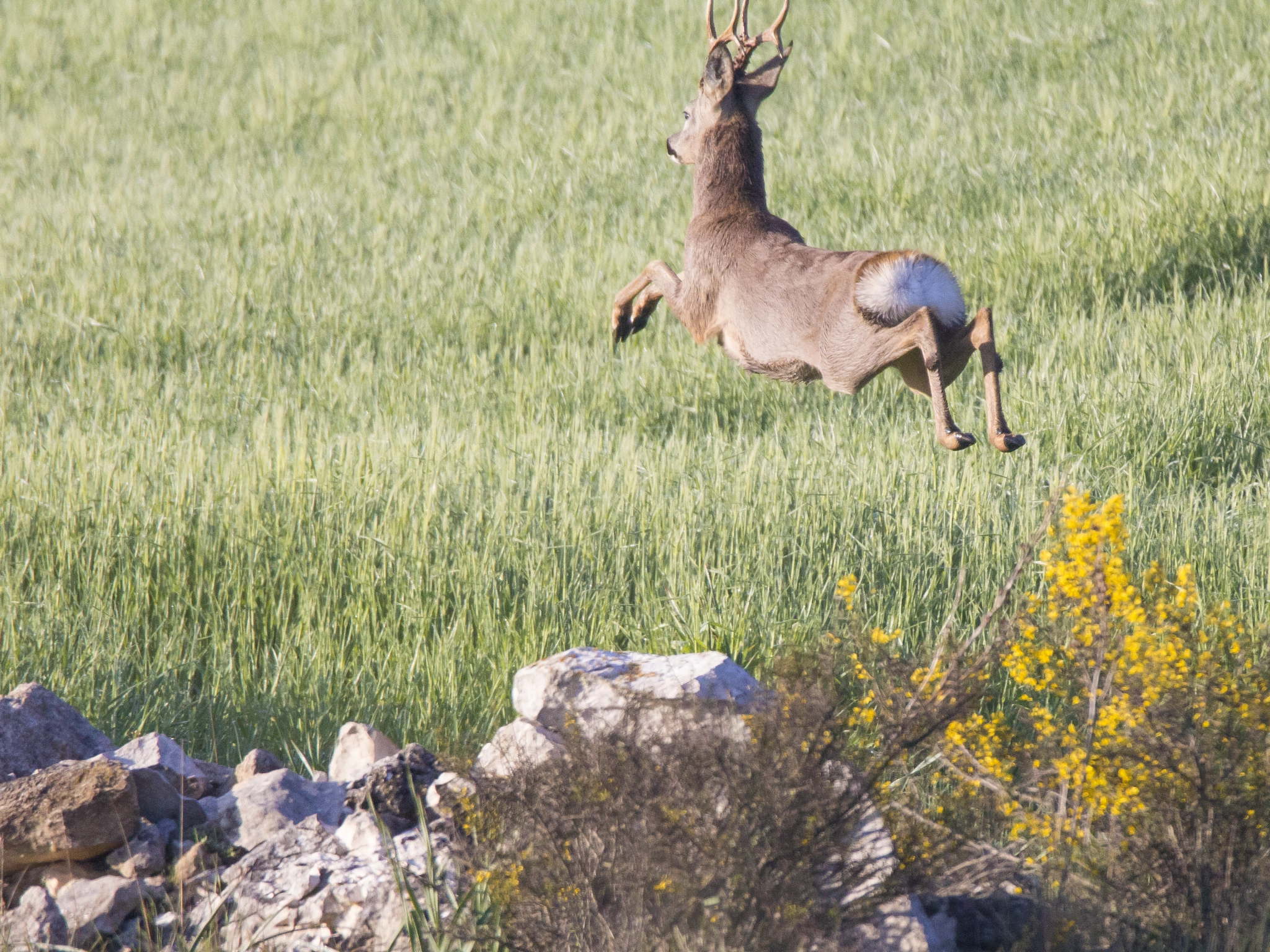 Tamron SP 150-600mm F5-6.3 Di VC USD sample photo. Just too fast photography