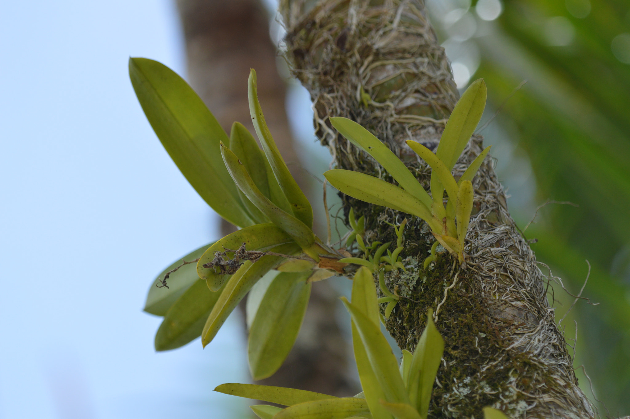 Tamron SP AF 180mm F3.5 Di LD (IF) Macro sample photo. Orchid? photography