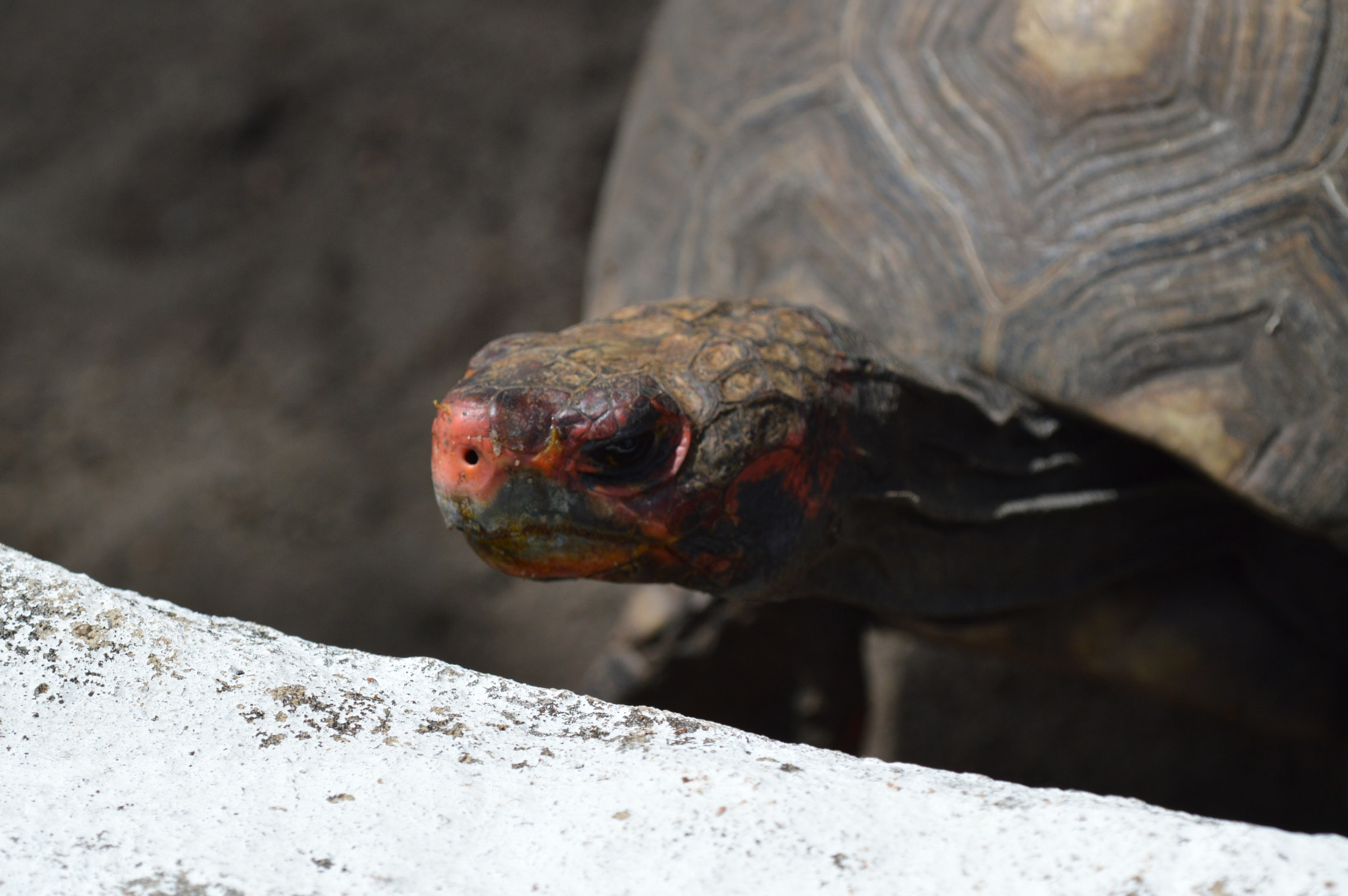 Nikon D3200 + Tamron SP AF 180mm F3.5 Di LD (IF) Macro sample photo. Ninja turtle? photography