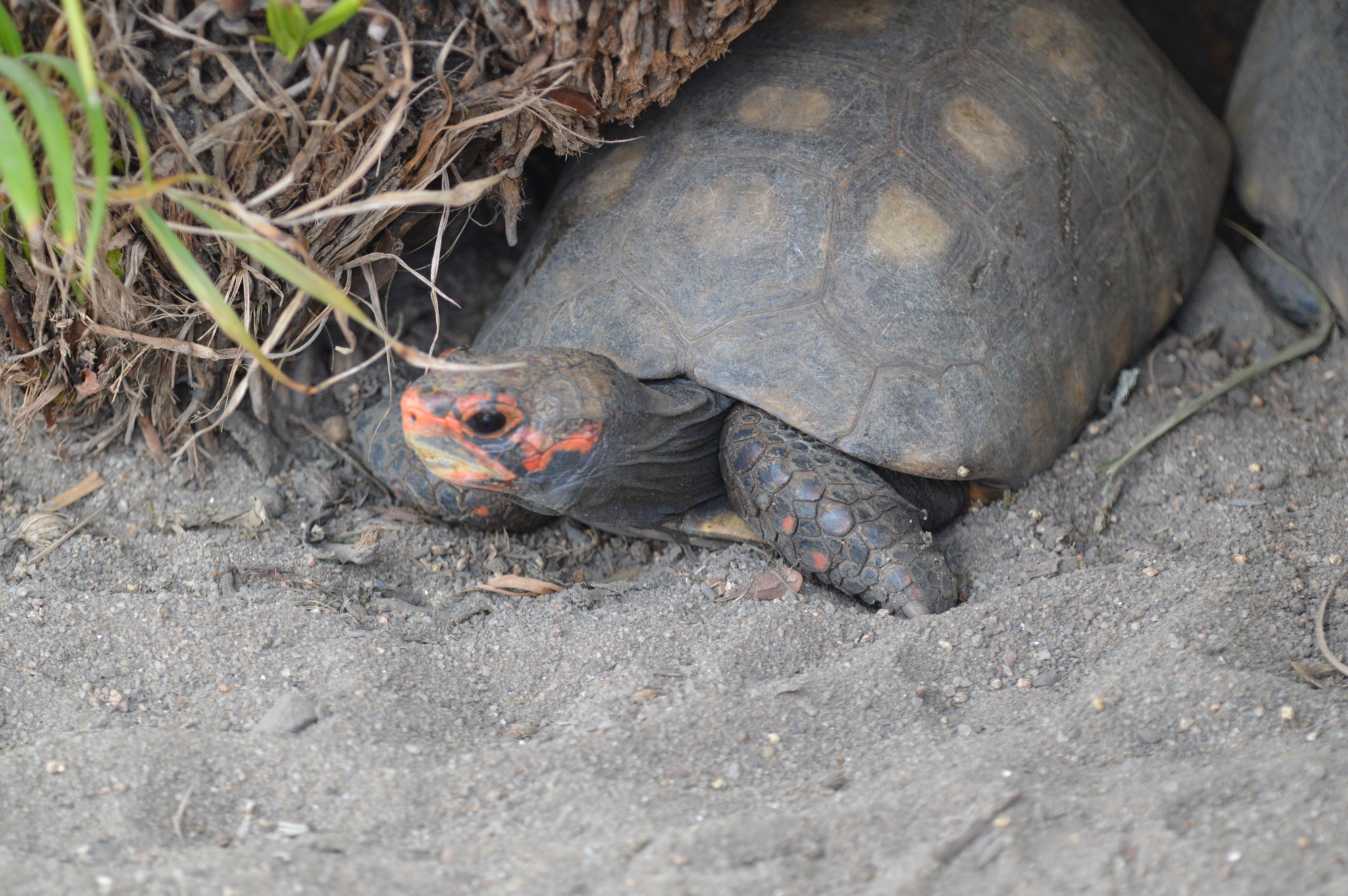 Nikon D3200 + Tamron SP AF 180mm F3.5 Di LD (IF) Macro sample photo. Ninja turtle? photography