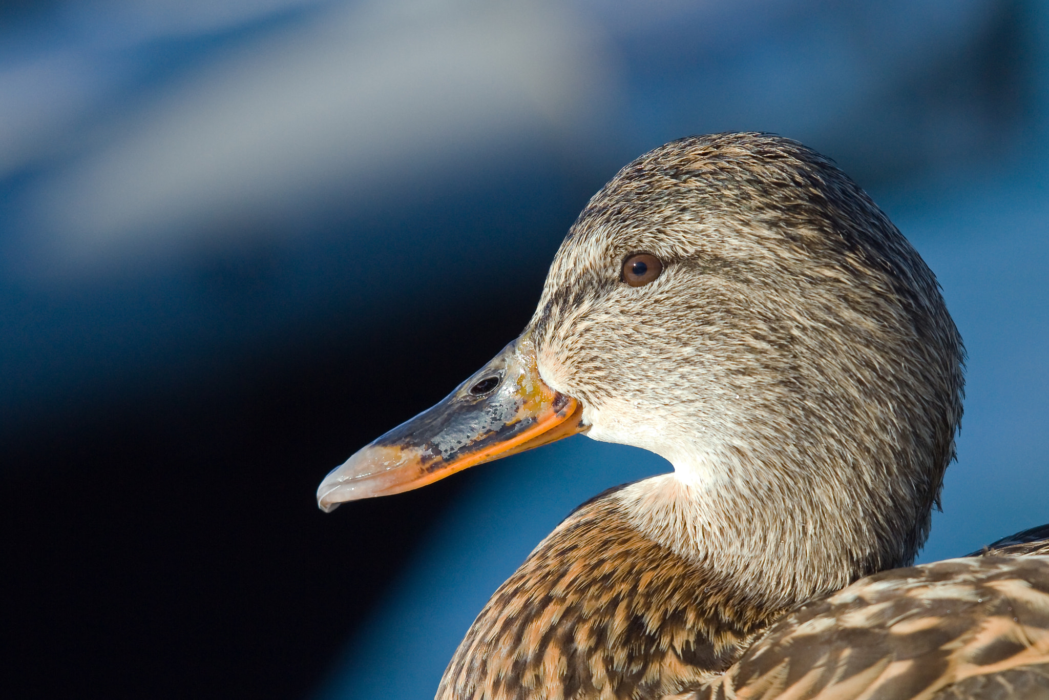 Canon EF 300mm F2.8L IS USM sample photo. Mallard photography