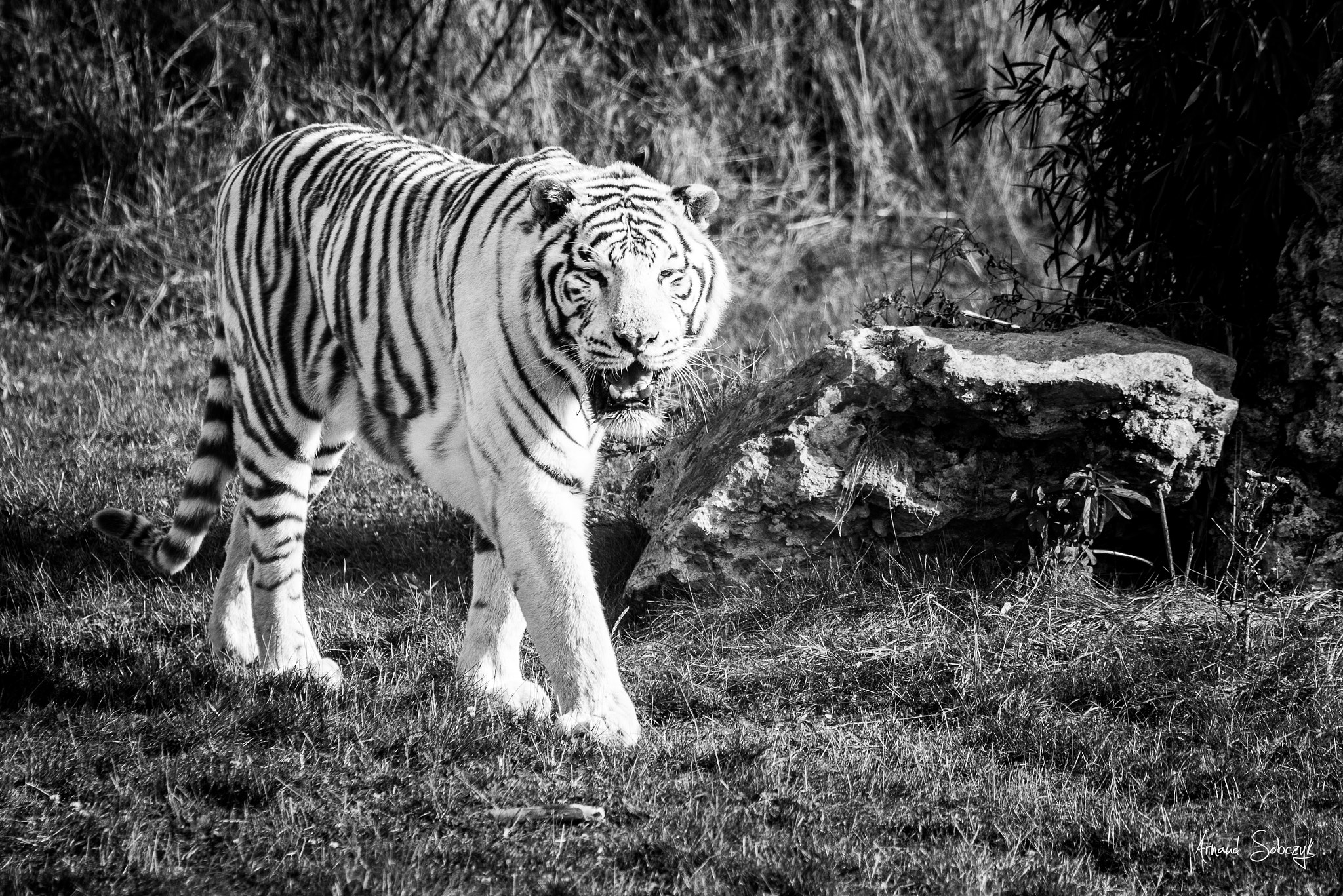 Sigma 120-400mm F4.5-5.6 DG OS HSM sample photo. Walking tiger photography