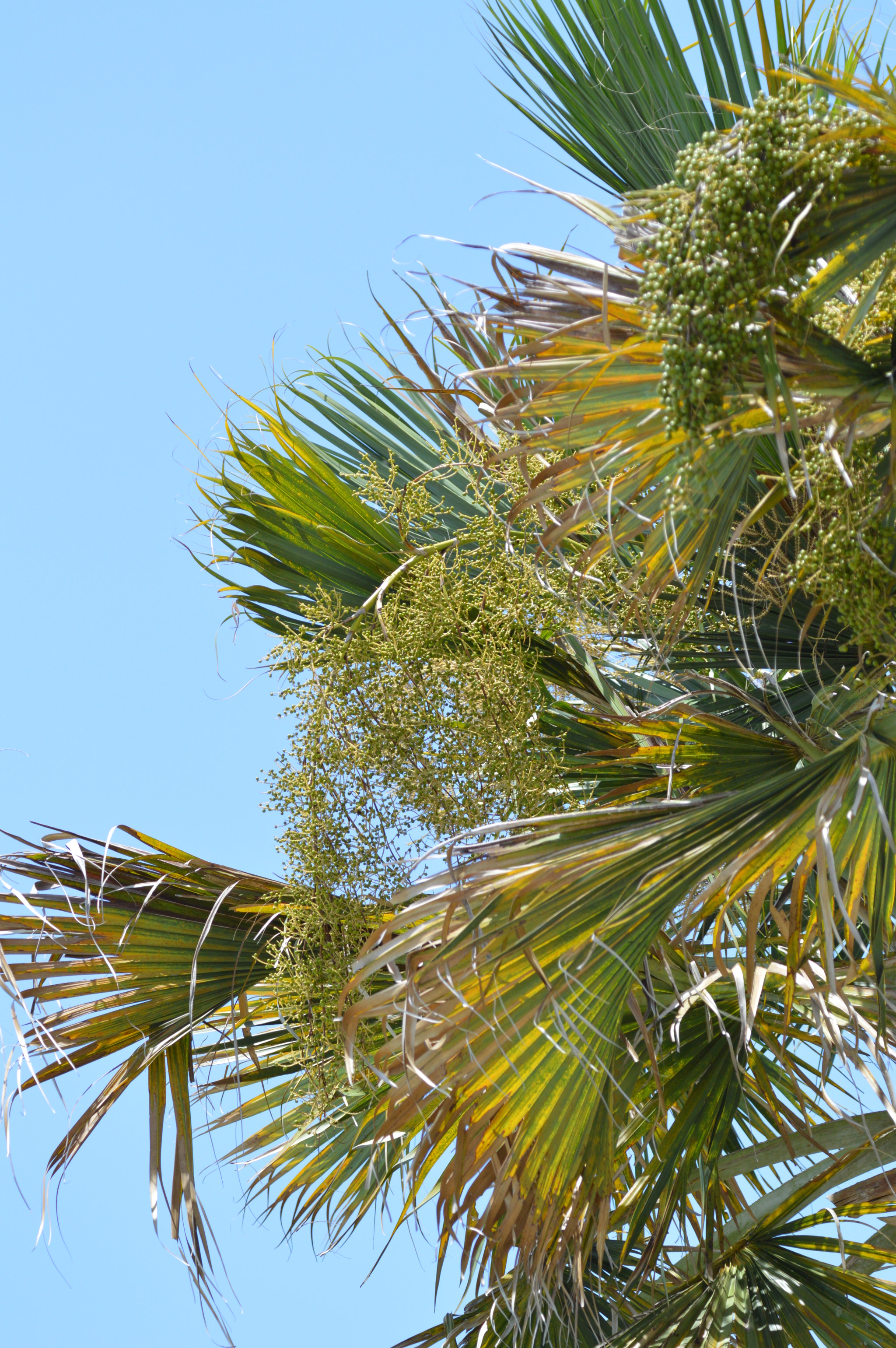 Nikon D3200 + Tamron SP AF 180mm F3.5 Di LD (IF) Macro sample photo. Palm tree photography