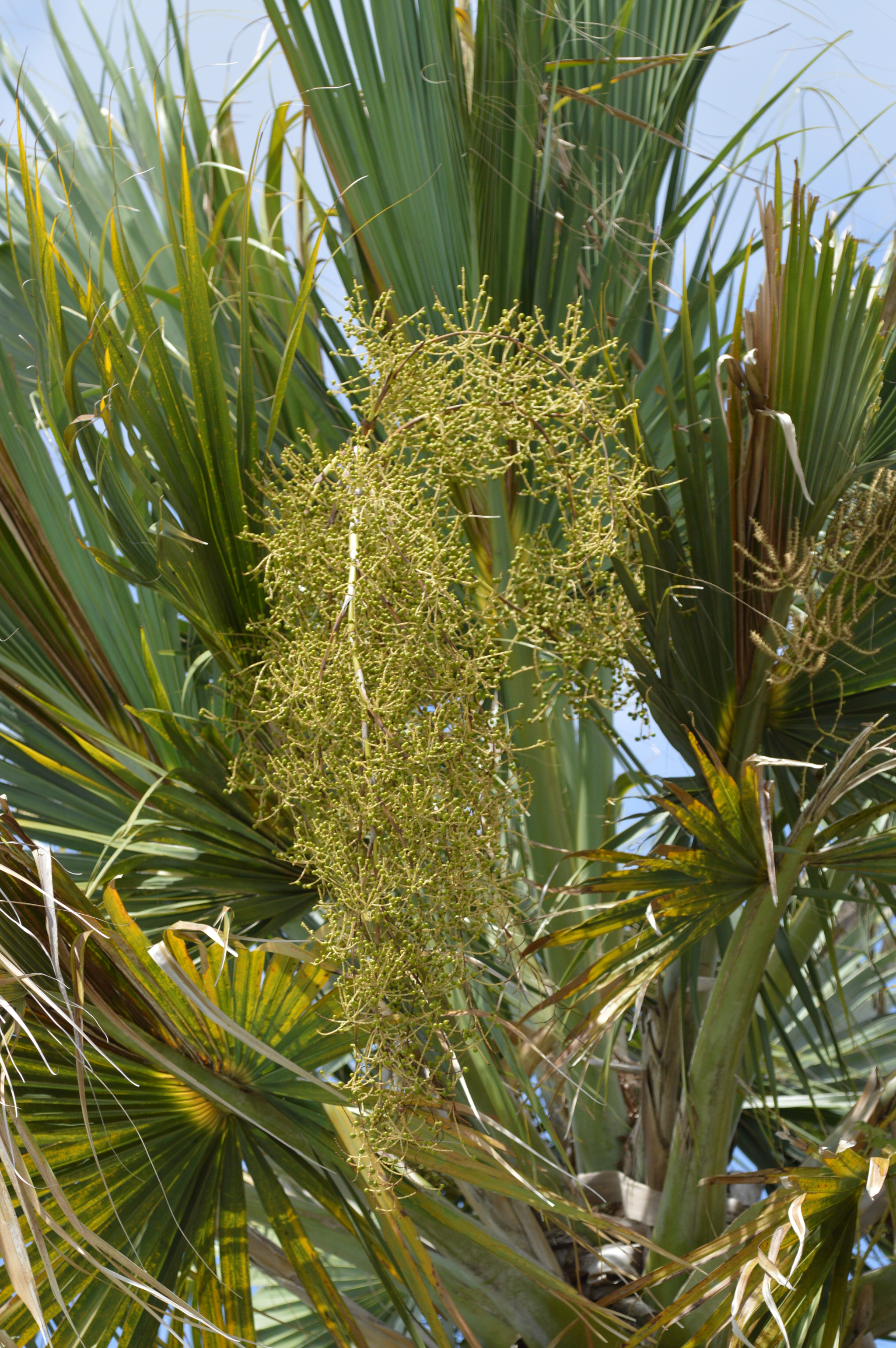 Tamron SP AF 180mm F3.5 Di LD (IF) Macro sample photo. Palm tree photography