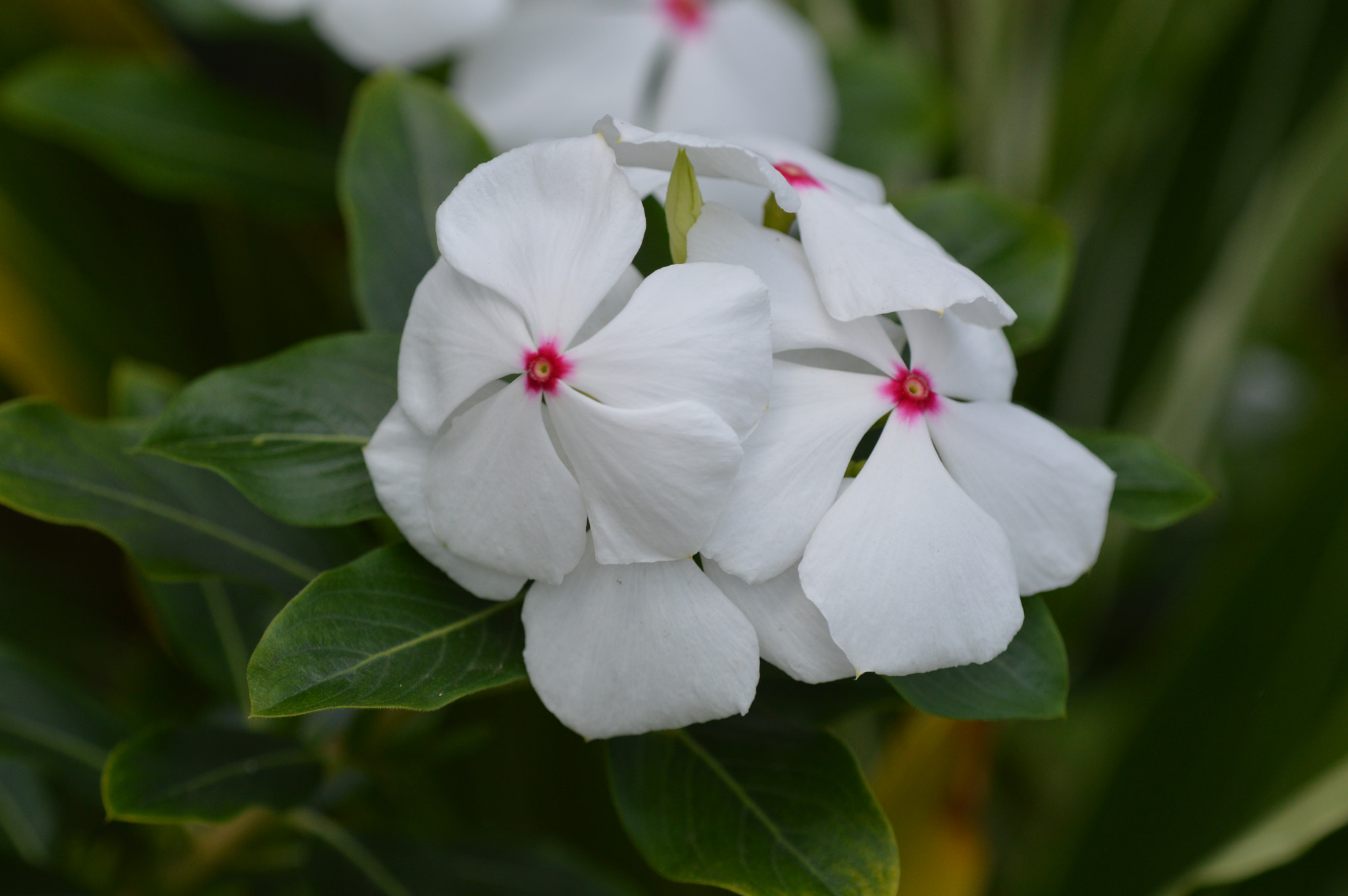 Nikon D3200 + Tamron SP AF 180mm F3.5 Di LD (IF) Macro sample photo. Beautiful flower photography