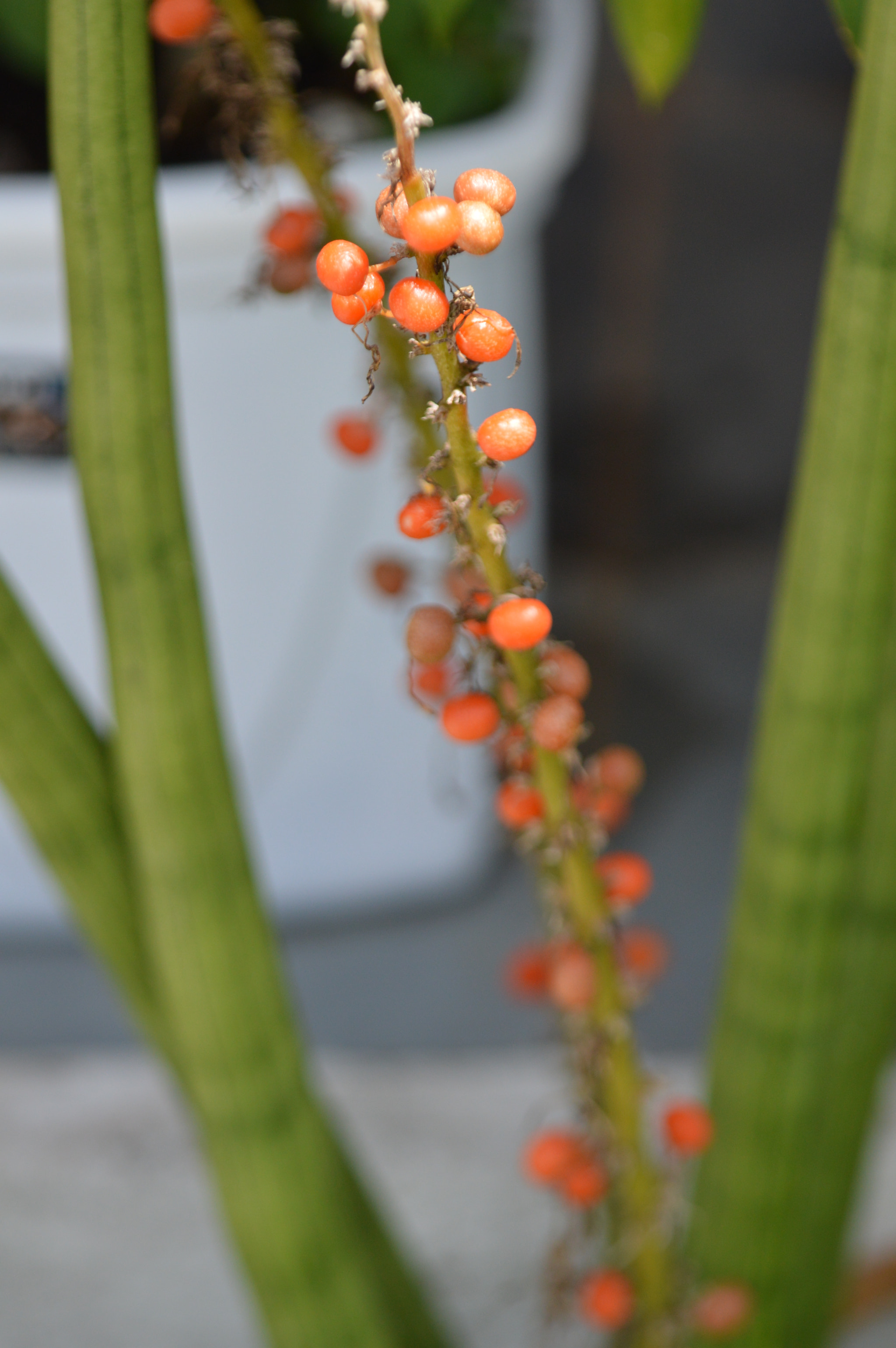 Tamron SP AF 180mm F3.5 Di LD (IF) Macro sample photo. Nice plant photography