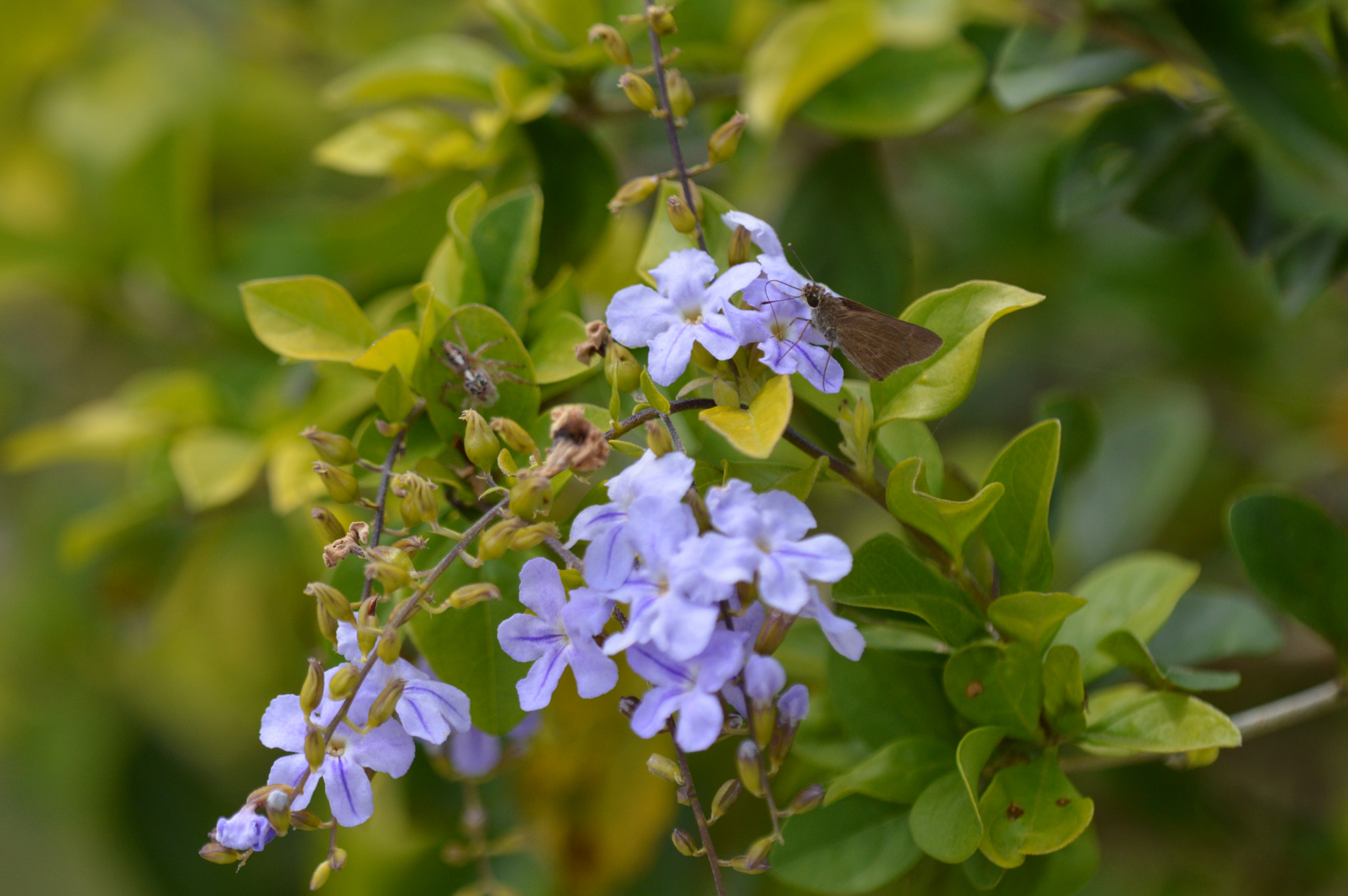 Nikon D3200 + Tamron SP AF 180mm F3.5 Di LD (IF) Macro sample photo. Flowers photography