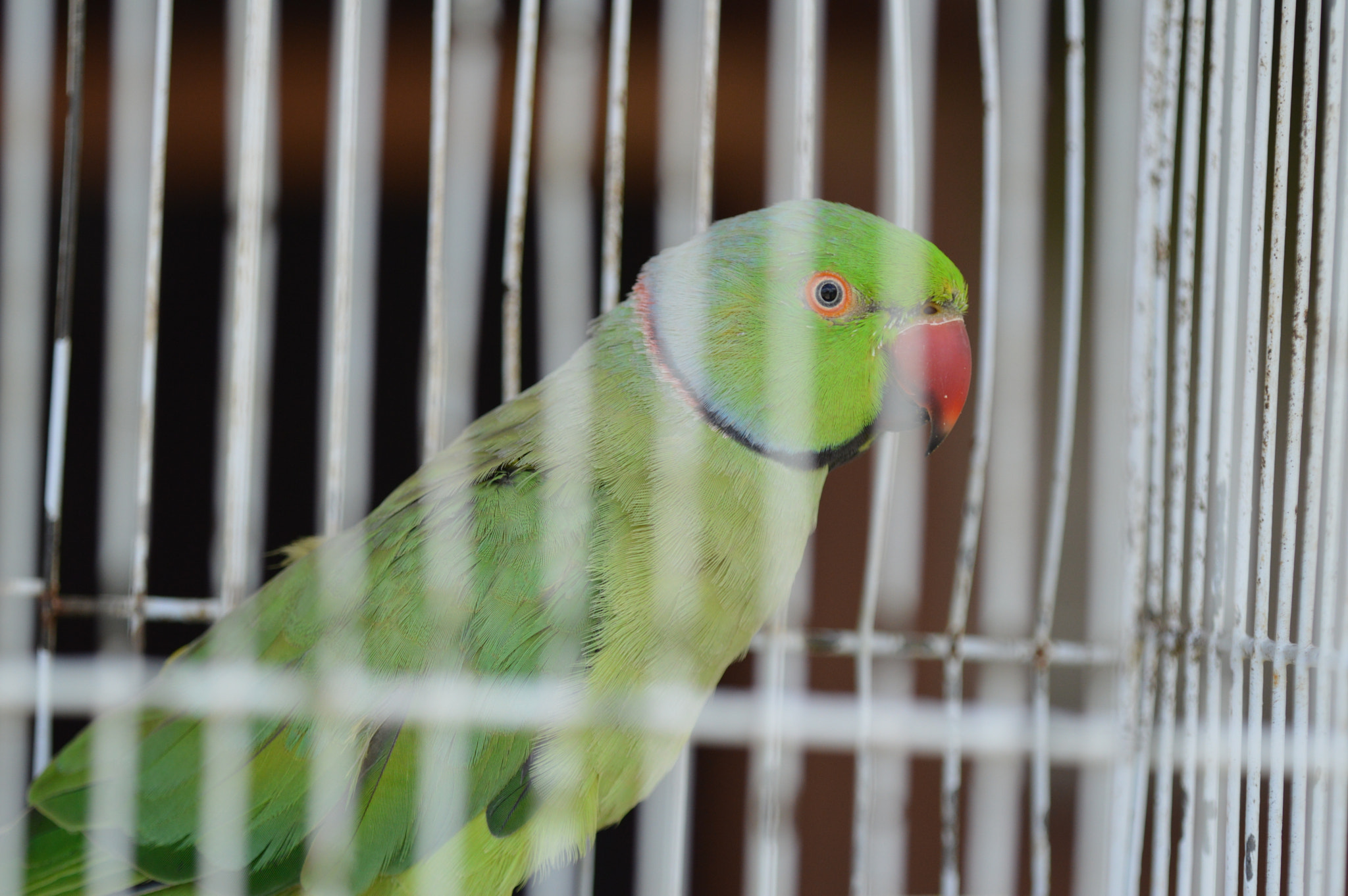 Tamron SP AF 180mm F3.5 Di LD (IF) Macro sample photo. Beautiful bird photography