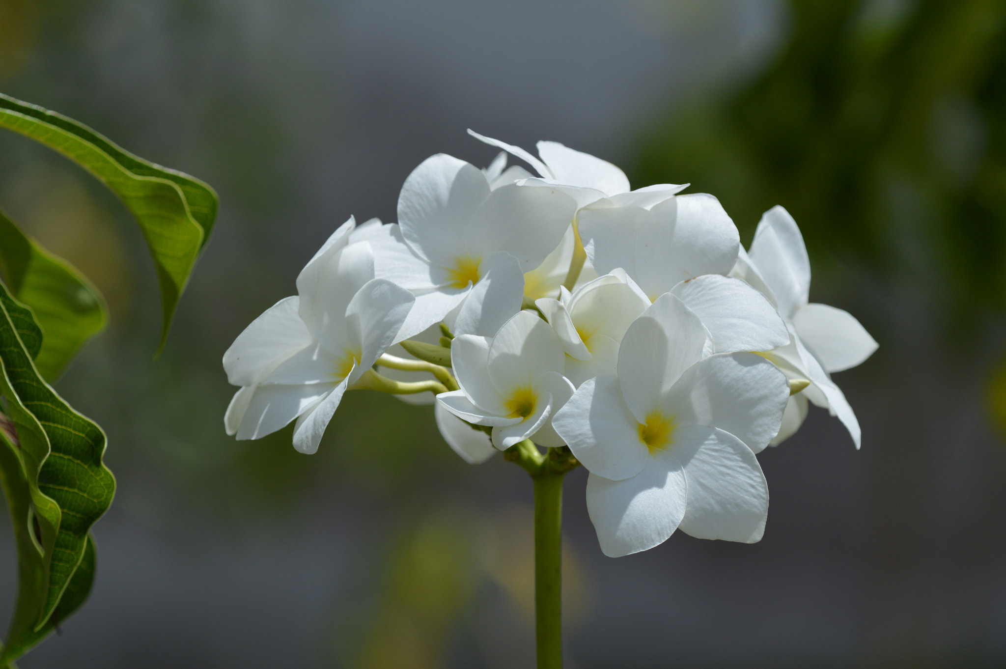 Nikon D3200 + Tamron SP AF 180mm F3.5 Di LD (IF) Macro sample photo. White flower photography