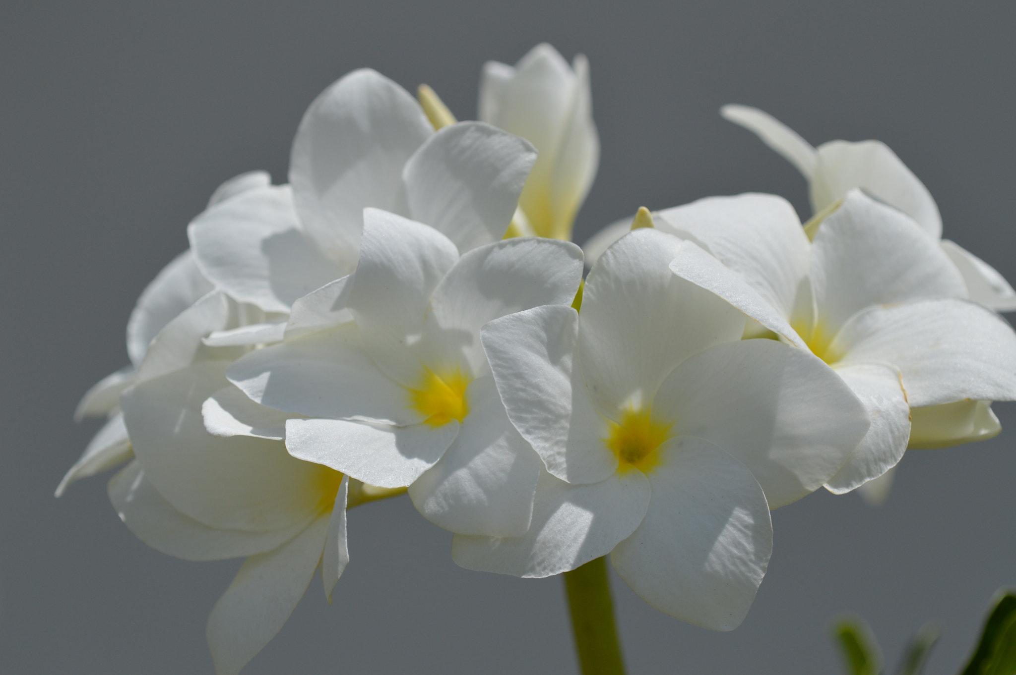 Nikon D3200 + Tamron SP AF 180mm F3.5 Di LD (IF) Macro sample photo. White flower photography