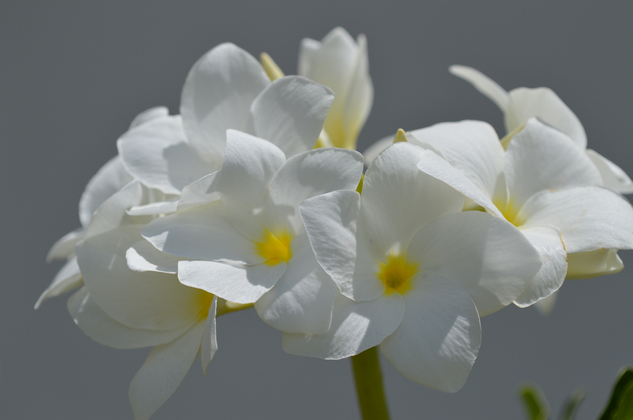 Tamron SP AF 180mm F3.5 Di LD (IF) Macro sample photo. White flower photography