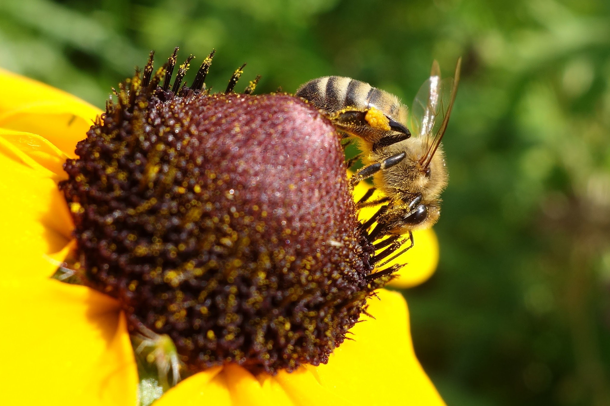 Sony Cyber-shot DSC-QX100 sample photo. Pollen bee photography