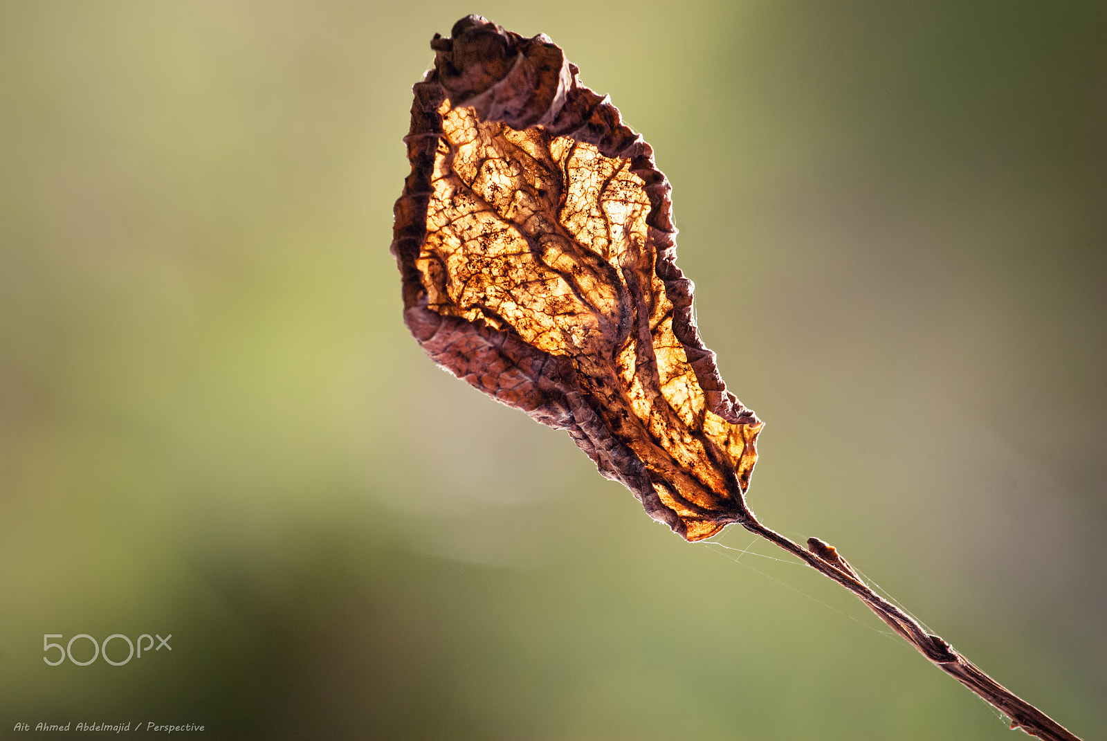 Nikon D200 sample photo. Autumn light....!! photography