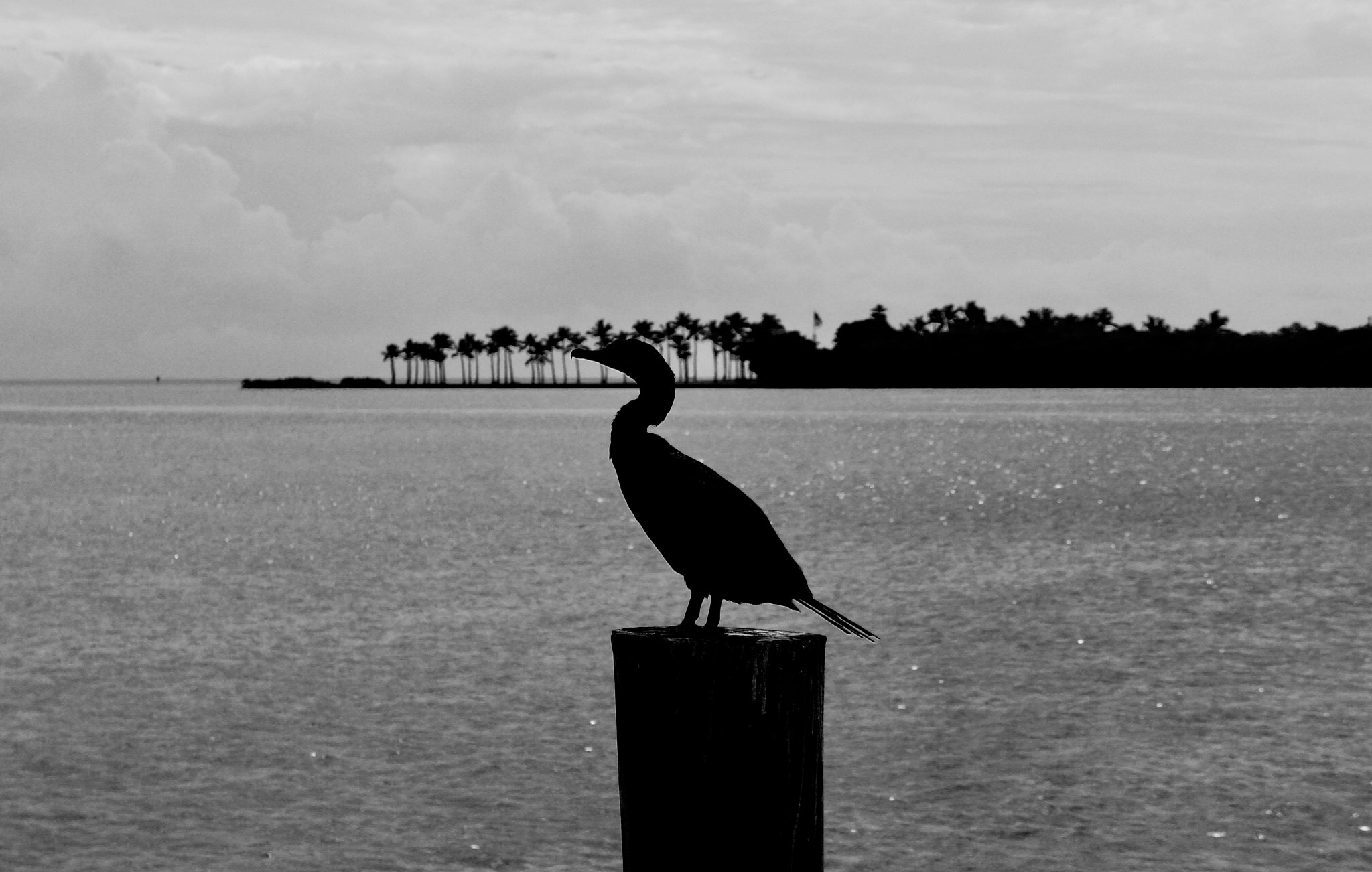 Sony E 18-55mm F3.5-5.6 OSS sample photo. Cormorant... photography