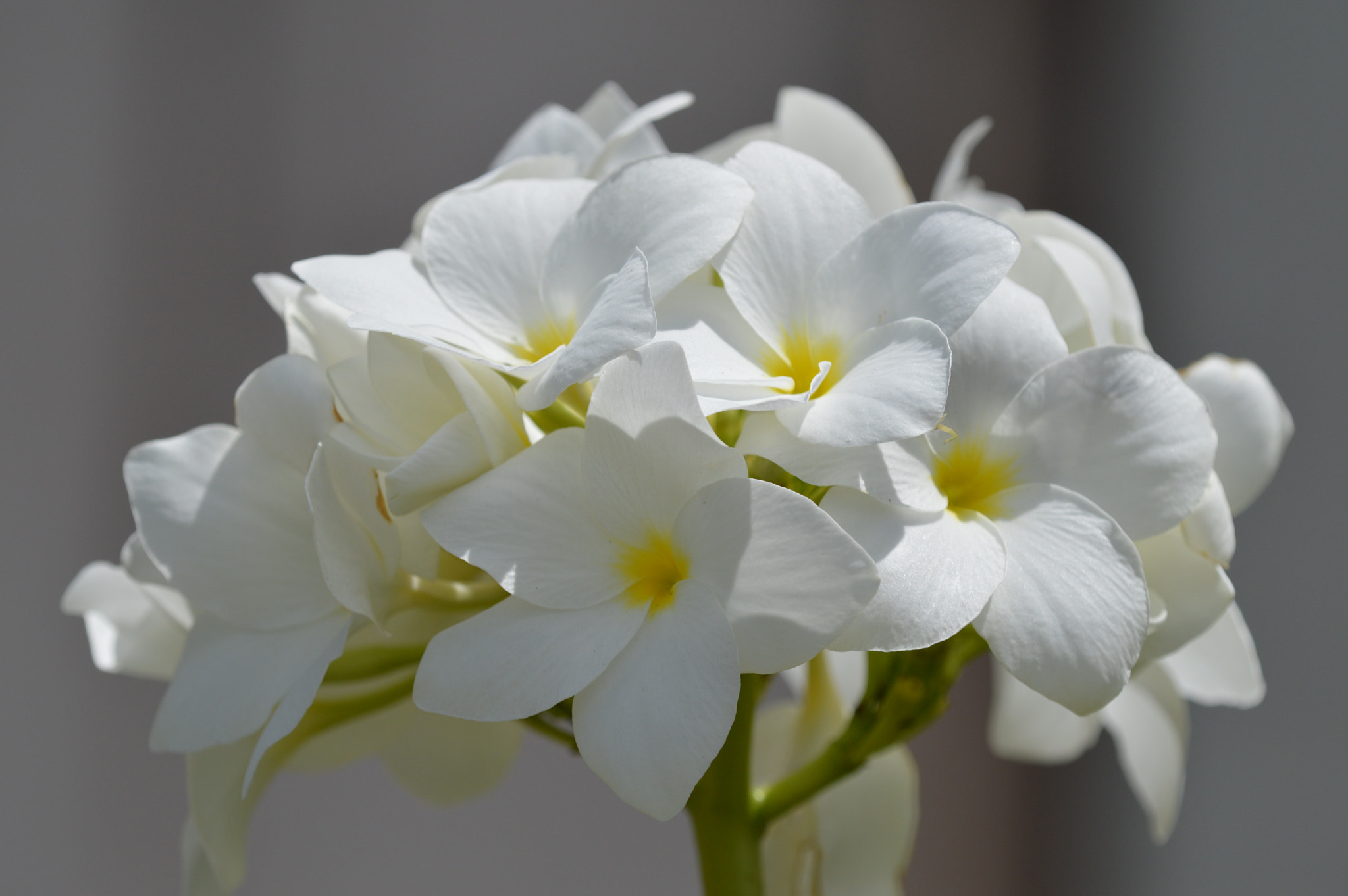 Tamron SP AF 180mm F3.5 Di LD (IF) Macro sample photo. White flower photography