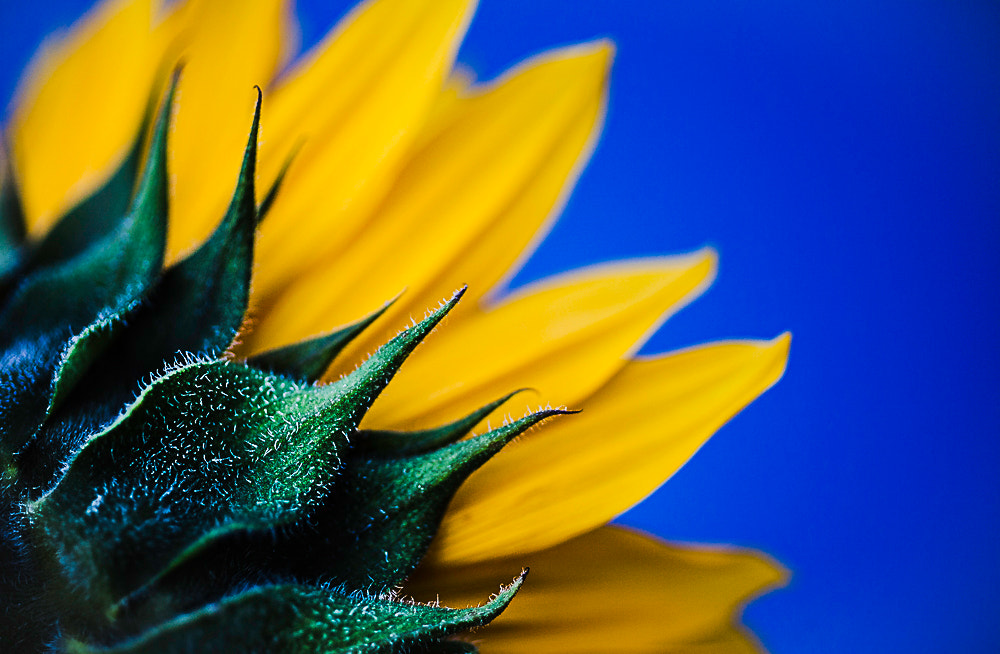 Canon EOS 5D + Canon EF 50mm F2.5 Macro sample photo. Sunny flower photography