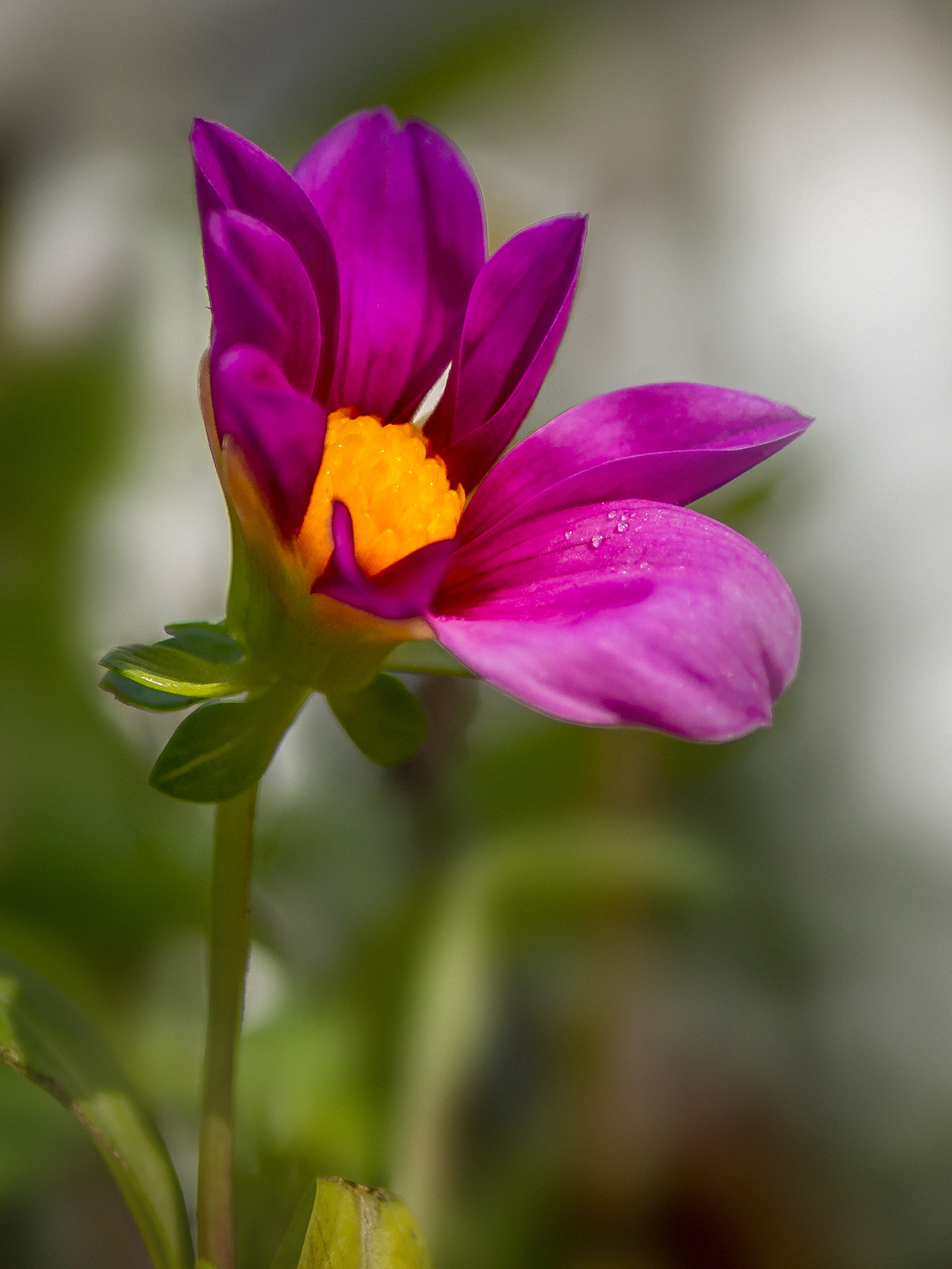 LUMIX G 25/F1.7 sample photo. Ignoring the autumn photography