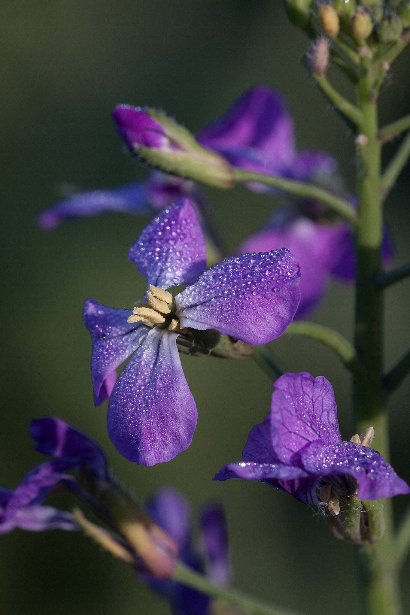 Canon EF 180mm F3.5L Macro USM sample photo. Spring/raphanus sativus photography